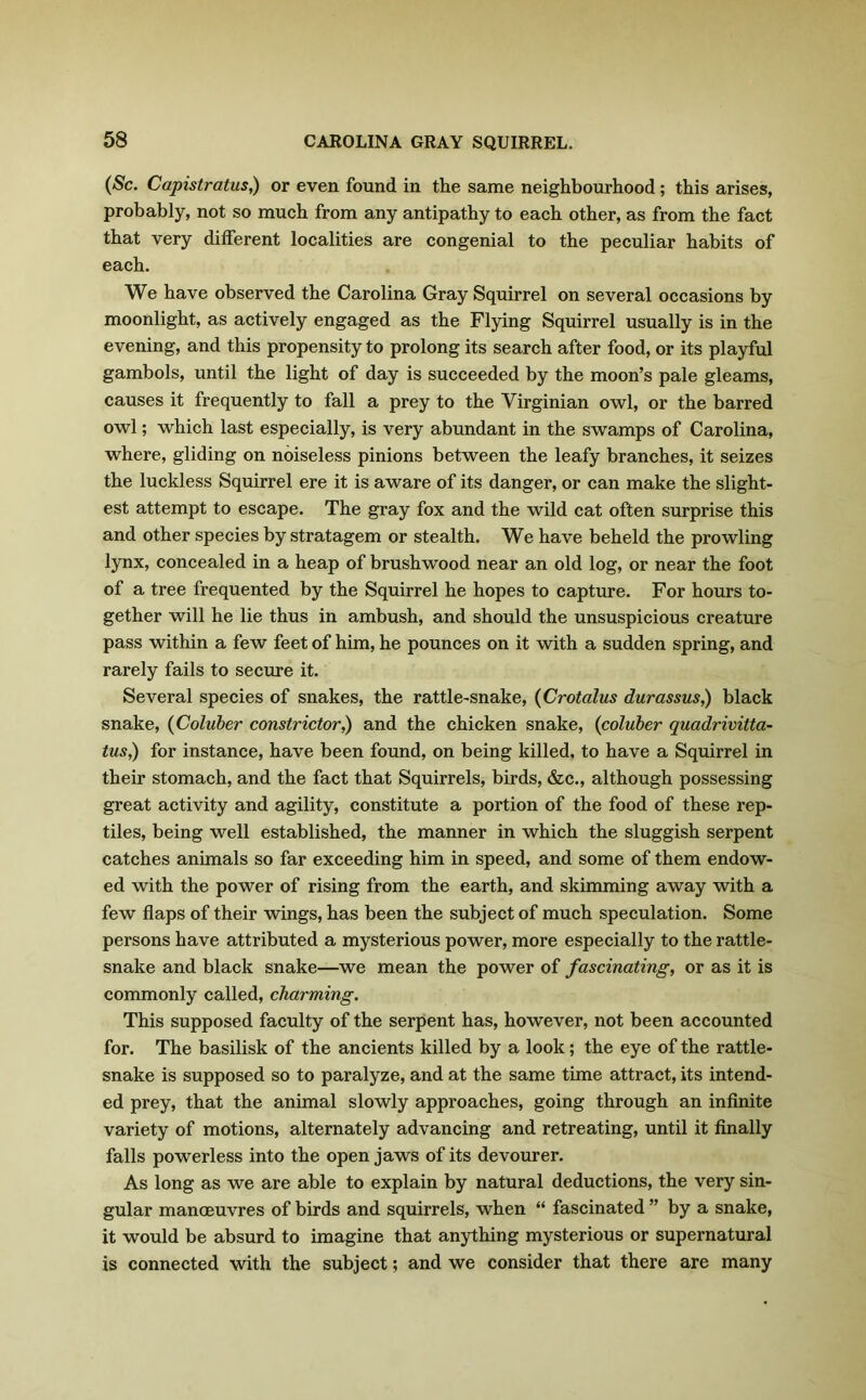(Sc. Capistratus,) or even found in the same neighbourhood ; this arises, probably, not so much from any antipathy to each other, as from the fact that very dilferent localities are congenial to the peculiar habits of each. We have observed the Carolina Gray Squirrel on several occasions by moonlight, as actively engaged as the Flying Squirrel usually is in the evening, and this propensity to prolong its search after food, or its playful gambols, until the light of day is succeeded by the moon’s pale gleams, causes it frequently to fall a prey to the Virginian owl, or the barred owl; which last especially, is very abundant in the swamps of Carolina, where, gliding on noiseless pinions between the leafy branches, it seizes the luckless Squirrel ere it is aware of its danger, or can make the slight- est attempt to escape. The gray fox and the wild cat often surprise this and other species by stratagem or stealth. We have beheld the prowling lynx, concealed in a heap of brushwood near an old log, or near the foot of a tree frequented by the Squirrel he hopes to capture. For hours to- gether will he lie thus in ambush, and should the unsuspicious creature pass within a few feet of him, he pounces on it with a sudden spring, and rarely fails to secure it. Several species of snakes, the rattle-snake, (Crotalus durassus,) black snake, (Coluber constrictor,) and the chicken snake, (coluber quadrivitta- tus,) for instance, have been found, on being killed, to have a Squirrel in their stomach, and the fact that Squirrels, birds, &c., although possessing great activity and agility, constitute a portion of the food of these rep- tiles, being well established, the manner in which the sluggish serpent catches animals so far exceeding him in speed, and some of them endow- ed with the power of rising from the earth, and skimming away with a few flaps of their wings, has been the subject of much speculation. Some persons have attributed a mysterious power, more especially to the rattle- snake and black snake—we mean the power of fascinating, or as it is commonly called, charming. This supposed faculty of the serpent has, however, not been accounted for. The basilisk of the ancients killed by a look; the eye of the rattle- snake is supposed so to paralyze, and at the same time attract, its intend- ed prey, that the animal slowly approaches, going through an infinite variety of motions, alternately advancing and retreating, until it finally falls powerless into the open jaws of its devourer. As long as we are able to explain by natural deductions, the very sin- gular manoeuvres of birds and squirrels, when “ fascinated ” by a snake, it would be absurd to imagine that anything mysterious or supernatural is connected with the subject; and we consider that there are many