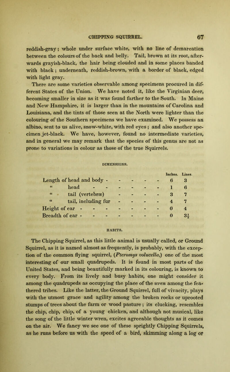 reddish-gray; whole under surface white, with no line of demarcation between the colours of the back and belly. Tail, brown at its root, after- wards grayish-black, the hair being clouded and in some places banded with black; underneath, reddish-brown, with a border of black, edged with light gray. There are some varieties observable among specimens procured in dif- ferent States of the Union. We have noted it, like the Virginian deer, becoming smaller in size as it was found farther to the South. In Maine and New Hampshire, it is larger than in the mountains of Carolina and Louisiana, and the tints of those seen at the North were lighter than the colouring of the Southern specimens we have examined. We possess an albino, sent to us alive, snow-white, with red eyes ; and also another spe- cimen jet-black. We have, however, found no intermediate varieties, and in general we may remark that the species of this genus are not as prone to variations in colour as those of the true Squirrels. DIMENSIONS. Length of head and body - Inches. 6 Lines. 3 “ head - 1 6 “ tail (vertebrae) 3 7 “ tail, including fur 4 7 Height of ear - 0 4 Breadth of ear - 0 3| HABITS. The Chipping Squirrel, as this little animal is usually called, or Ground Squirrel, as it is named almost as frequently, is probably, with the excep- tion of the common flying squirrel, (Pteromys volucella,) one of the most interesting of our small quadrupeds. It is found in most parts of the United States, and being beautifully marked in its colouring, is known to every body. From its lively and busy habits, one might consider it among the quadrupeds as occupying the place of the wren among the fea- thered tribes. Like the latter, the Ground Squirrel, full of vivacity, plays with the utmost grace and agility among the broken rocks or uprooted stumps of trees about the farm or wood pasture ; its clucking, resembles the chip, chip, chip, of a young chicken, and although not musical, like the song of the little winter wren, excites agreeable thoughts as it comes on the air. We fancy we see one of these sprightly Chipping Squirrels, as he runs before us with the speed of a bird, skimming along a log or