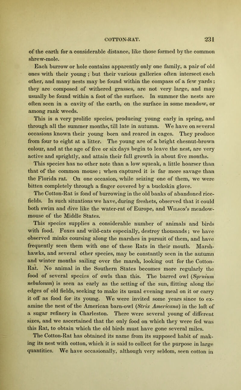 of the earth for a considerable distance, like those formed by the common shrew-mole. Each burrow or hole contains apparently only one family, a pair of old ones with their young ; but their various galleries often intersect each other, and many nests may be found within the compass of a few yards ; they are composed of withered grasses, are not very large, and may usually be found within a foot of the surface. In summer the nests are often seen in a cavity of the earth, on the surface in some meadow, or among rank weeds. This is a very prolific species, producing young early in spring, and through all the summer months, till late in autumn. We have on several occasions known their young born and reared in cages. They produce from four to eight at a litter. The young are of a bright chesnut-brown colour, and at the age of five or six days begin to leave the nest, are very active and sprightly, and attain their full growth in about five months. This species has no other note than a low squeak, a little hoarser than that of the common mouse; when captured it is far more savage than the Florida rat. On one occasion, while seizing one of them, we were bitten completely through a finger covered by a buckskin glove. The Cotton-Rat is fond of burrowing in the old banks of abandoned rice- fields. In such situations we have, during freshets, observed that it could both swim and dive like the water-rat of Europe, and Wilson’s meadow- mouse of the Middle States. This species supplies a considerable number of animals and birds with food. Foxes and wild-cats especially, destroy thousands ; we have observed minks coursing along the marshes in pursuit of them, and have frequently seen them with one of these Rats in their mouth. Marsh- hawks, and several other species, may be constantly seen in the autumn and winter months sailing over the marsh, looking out for the Cotton- Rat. No animal in the Southern States becomes more regularly the food of several species of owls than this. The barred owl (Syrnium nebulosum) is seen as early as the setting of the sun, flitting along the edges of old fields, seeking to make its usual evening meal on it or carry it off as food for its young. We were invited some years since to ex- amine the nest of the American barn-owl (Strix Americana) in the loft of a sugar refinery in Charleston. There were several young of different sizes, and we ascertained that the only food on which they were fed was this Rat, to obtain which the old birds must have gone several miles. The Cotton-Rat has obtained its name from its supposed habit of mak- ing its nest with cotton, which it is said to collect for the purpose in large quantities. We have occasionally, although very seldom, seen cotton in