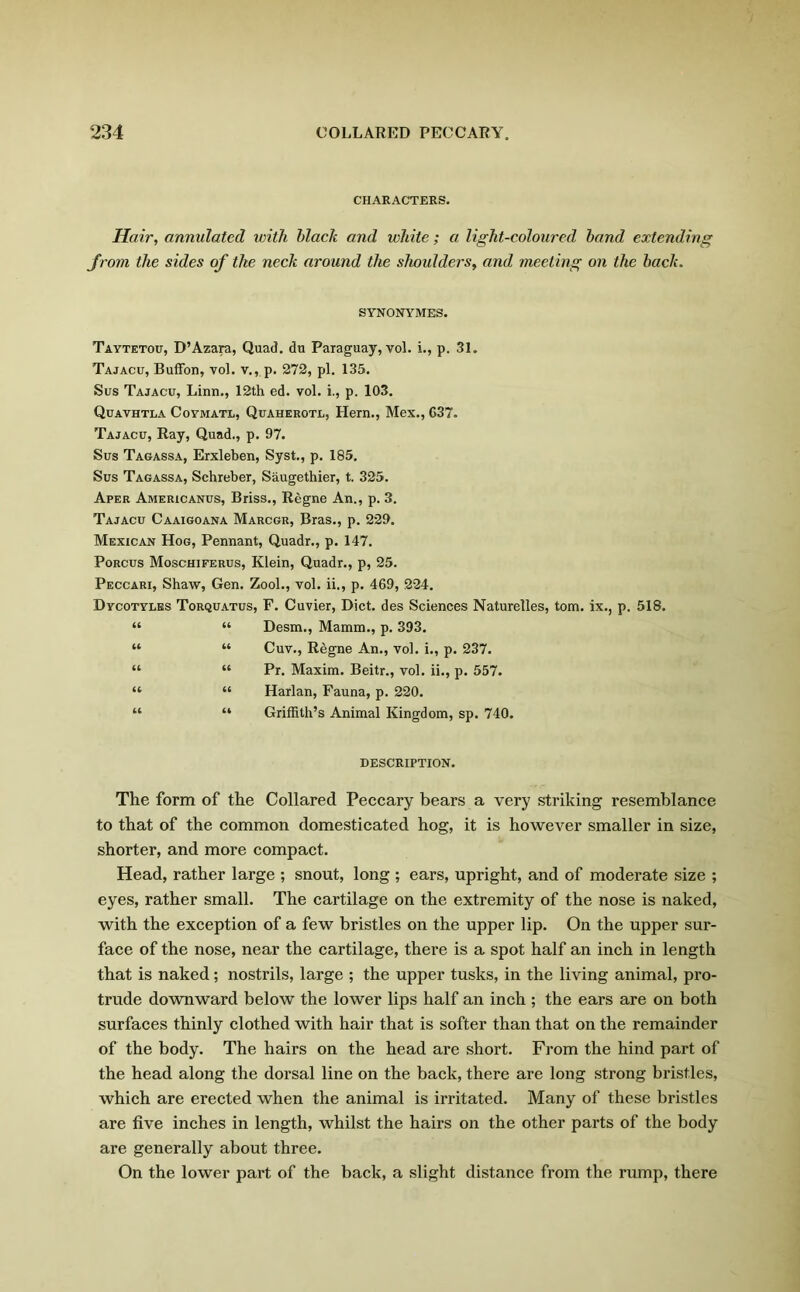 CHARACTERS. Hair, annulated with black and white; a light-coloured band extending from the sides of the neck around the shoulders, and meeting on the back. SYNONYMES. Taytetou, D’Azara, Quad, du Paraguay, vol. i., p. 31. Tajacu, Buffon, vol. v., p. 272, pi. 135. Sus Tajacu, Linn., 12th ed. vol. i., p. 103. Quavhtla Covmatl, Quaherotl, Hern., Mex., G37. Tajacu, Ray, Quad., p. 97. Sus Tagassa, Erxleben, Syst., p. 185. Sus Tagassa, Schreber, Saugethier, t. 325. Aper Americanus, Briss., Regne An., p. 3. Tajacu Caaigoana Marcgr, Bras., p. 229. Mexican Hog, Pennant, Quadr., p. 147. Porcus Moschiferus, Klein, Quadr., p, 25. Peccari, Shaw, Gen. Zool., vol. ii., p. 469, 224. Dvcotylbs Torquatus, F. Cuvier, Diet, des Sciences Naturelles, tom. ix., p. 518. “ “ Desm., Mamm., p. 393. “ “ Cuv., Regne An., vol. i., p. 237. “ “ Pr. Maxim. Beitr., vol. ii., p. 557. “ “ Harlan, Fauna, p. 220. “ “ Griffith’s Animal Kingdom, sp. 740. DESCRIPTION. The form of the Collared Peccary bears a very striking resemblance to that of the common domesticated hog, it is however smaller in size, shorter, and more compact. Head, rather large ; snout, long ; ears, upright, and of moderate size ; eyes, rather small. The cartilage on the extremity of the nose is naked, with the exception of a few bristles on the upper lip. On the upper sur- face of the nose, near the cartilage, there is a spot half an inch in length that is naked; nostrils, large ; the upper tusks, in the living animal, pro- trude downward below the lower lips half an inch ; the ears are on both surfaces thinly clothed with hair that is softer than that on the remainder of the body. The hairs on the head are short. From the hind part of the head along the dorsal line on the back, there are long strong bristles, which are erected when the animal is irritated. Many of these bristles are five inches in length, whilst the hairs on the other parts of the body are generally about three. On the lower part of the back, a slight distance from the rump, there