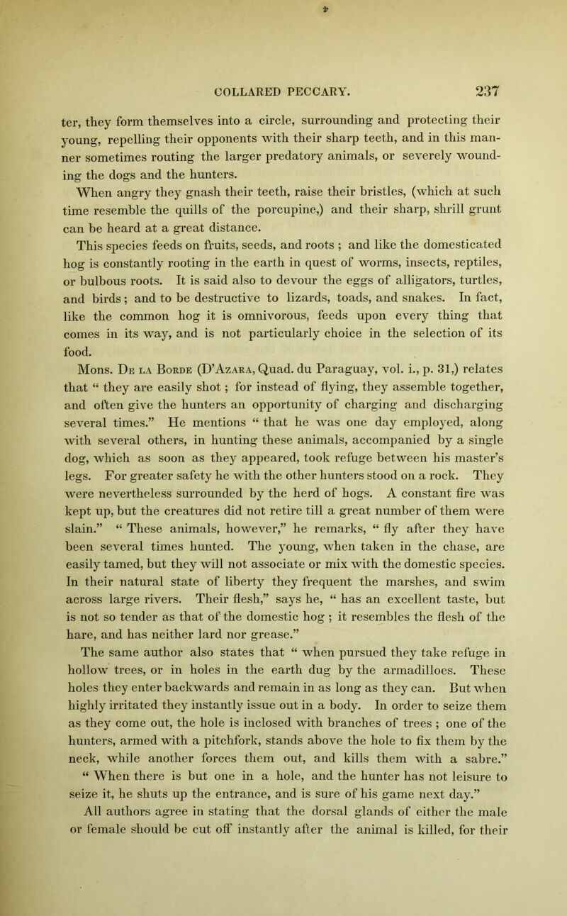 ter, they form themselves into a circle, surrounding and protecting their young, repelling their opponents with their sharp teeth, and in this man- ner sometimes routing the larger predatory animals, or severely wound- ing the dogs and the hunters. When angry they gnash their teeth, raise their bristles, (which at such time resemble the quills of the porcupine,) and their sharp, shrill grunt can be heard at a great distance. This species feeds on fruits, seeds, and roots ; and like the domesticated hog is constantly rooting in the earth in quest of worms, insects, reptiles, or bulbous roots. It is said also to devour the eggs of alligators, turtles, and birds; and to be destructive to lizards, toads, and snakes. In fact, like the common hog it is omnivorous, feeds upon every thing that comes in its way, and is not particularly choice in the selection of its food. Mons. De la Borde (D’Azara, Quad, du Paraguay, vol. i., p. 31,) relates that “ they are easily shot; for instead of flying, they assemble together, and often give the hunters an opportunity of charging and discharging several times.” He mentions “ that he was one day employed, along with several others, in hunting these animals, accompanied by a single dog, which as soon as they appeared, took refuge between his master’s legs. For greater safety he with the other hunters stood on a rock. They were nevertheless surrounded by the herd of hogs. A constant fire was kept up, but the creatures did not retire till a great number of them were slain.” “ These animals, however,” he remarks, “ fly after they have been several times hunted. The young, when taken in the chase, are easily tamed, but they will not associate or mix with the domestic species. In their natural state of liberty they frequent the marshes, and swim across large rivers. Their flesh,” says he, “ has an excellent taste, but is not so tender as that of the domestic hog ; it resembles the flesh of the hare, and has neither lard nor grease.” The same author also states that “ when pursued they take refuge in hollow trees, or in holes in the earth dug by the armadilloes. These holes they enter backwards and remain in as long as they can. But when highly irritated they instantly issue out in a body. In order to seize them as they come out, the hole is inclosed with branches of trees ; one of the hunters, armed with a pitchfork, stands above the hole to fix them by the neck, while another forces them out, and kills them with a sabre.” “ When there is but one in a hole, and the hunter has not leisure to seize it, he shuts up the entrance, and is sure of his game next day.” All authors agree in stating that the dorsal glands of either the male or female should be cut off instantly after the animal is killed, for their