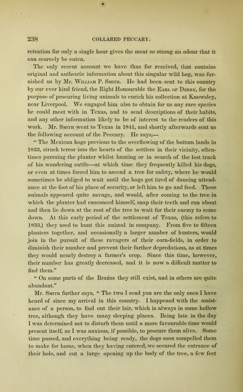 retention for only a single hour gives the meat so strong an odour that it can scarcely be eaten. The only recent account we have thus far received, that contains original and authentic information about this singular wild hog, was fur- nished us by Mr. William P. Smith. He had been sent to this country by our ever kind friend, the Right Honourable the Earl of Derby, for the purpose of procuring living animals to enrich his collection at Knowsley, near Liverpool. We engaged him also to obtain for us any rare species he could meet with in Texas, and to send descriptions of their habits, and any other information likely to be of interest to the readers of this work. Mr. Smith went to Texas in 1841, and shortly afterwards sent us the following account of the Peccary. He says,— “ The Mexican hogs previous to the overflowing of the bottom lands in 1833, struck terror into the hearts of the settlers in their vicinity, often- times pursuing the planter whilst hunting or in search of the lost track of his wandering cattle—at which time they frequently killed his dogs, or even at times forced him to ascend a tree for safety, where he would sometimes be obliged to wait until the hogs got tired of dancing attend- ance at the foot of his place of security, or left him to go and feed. These animals appeared quite savage, and would, after coming to the tree in which the planter had ensconced himself, snap their teeth and run about and then lie down at the root of the tree to wait for their enemy to come down. At this early period of the settlement of Texas, (this refers to 1833,) they used to hunt this animal in company. From five to fifteen planters together, and occasionally a larger number of hunters, would join in the pursuit of these ravagers of their corn-fields, in order to diminish their number and prevent their farther depredations, as at times they would nearly destroy a farmer’s crop. Since this time, however, their number has greatly decreased, and it is now a difficult matter to find them.” “ On some parts of the Brazos they still exist, and in others are quite abundant.” Mr. Smith further says, “ The two I send you are the only ones I have heard of since my arrival in this country. I happened with the assist- ance of a person, to find out their lair, which is always in some hollow tree, although they have many sleeping places. Being late in the day I was determined not to disturb them until a more favourable time would present itself, as I was anxious, if possible, to procure them alive. Some time passed, and everything being ready, the dogs soon compelled them to make for home, when they having entered, we secured the entrance of their hole, and cut a large opening up the body of the tree, a few feet