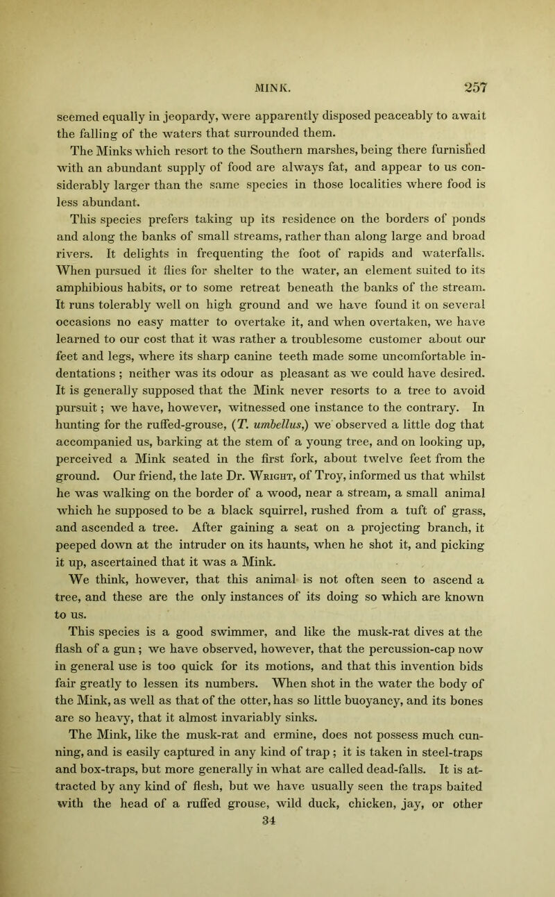 seemed equally in jeopardy, were apparently disposed peaceably to await the falling of the waters that surrounded them. The Minks which resort to the Southern marshes, being there furnished with an abundant supply of food are always fat, and appear to us con- siderably larger than the same species in those localities where food is less abundant. This species prefers taking up its residence on the borders of ponds and along the banks of small streams, rather than along large and broad rivers. It delights in frequenting the foot of rapids and waterfalls. When pursued it flies for shelter to the water, an element suited to its amphibious habits, or to some retreat beneath the banks of the stream. It runs tolerably well on high ground and we have found it on several occasions no easy matter to overtake it, and when overtaken, we have learned to our cost that it was rather a troublesome customer about our feet and legs, where its sharp canine teeth made some uncomfortable in- dentations ; neither was its odour as pleasant as we could have desired. It is generally supposed that the Mink never resorts to a tree to avoid pursuit; we have, however, witnessed one instance to the contrary. In hunting for the ruffed-grouse, (T. umbellus,) we observed a little dog that accompanied us, barking at the stem of a young tree, and on looking up, perceived a Mink seated in the first fork, about twelve feet from the ground. Our friend, the late Dr. Weight, of Troy, informed us that whilst he was walking on the border of a wood, near a stream, a small animal which he supposed to be a black squirrel, rushed from a tuft of grass, and ascended a tree. After gaining a seat on a projecting branch, it peeped down at the intruder on its haunts, when he shot it, and picking it up, ascertained that it was a Mink. We think, however, that this animal is not often seen to ascend a tree, and these are the only instances of its doing so which are known to us. This species is a good swimmer, and like the musk-rat dives at the flash of a gun; we have observed, however, that the percussion-cap now in general use is too quick for its motions, and that this invention bids fair greatly to lessen its numbers. When shot in the water the body of the Mink, as well as that of the otter, has so little buoyancy, and its bones are so heavy, that it almost invariably sinks. The Mink, like the musk-rat and ermine, does not possess much cun- ning, and is easily captured in any kind of trap ; it is taken in steel-traps and box-traps, but more generally in what are called dead-falls. It is at- tracted by any kind of flesh, but we have usually seen the traps baited with the head of a ruffed grouse, wild duck, chicken, jay, or other 34