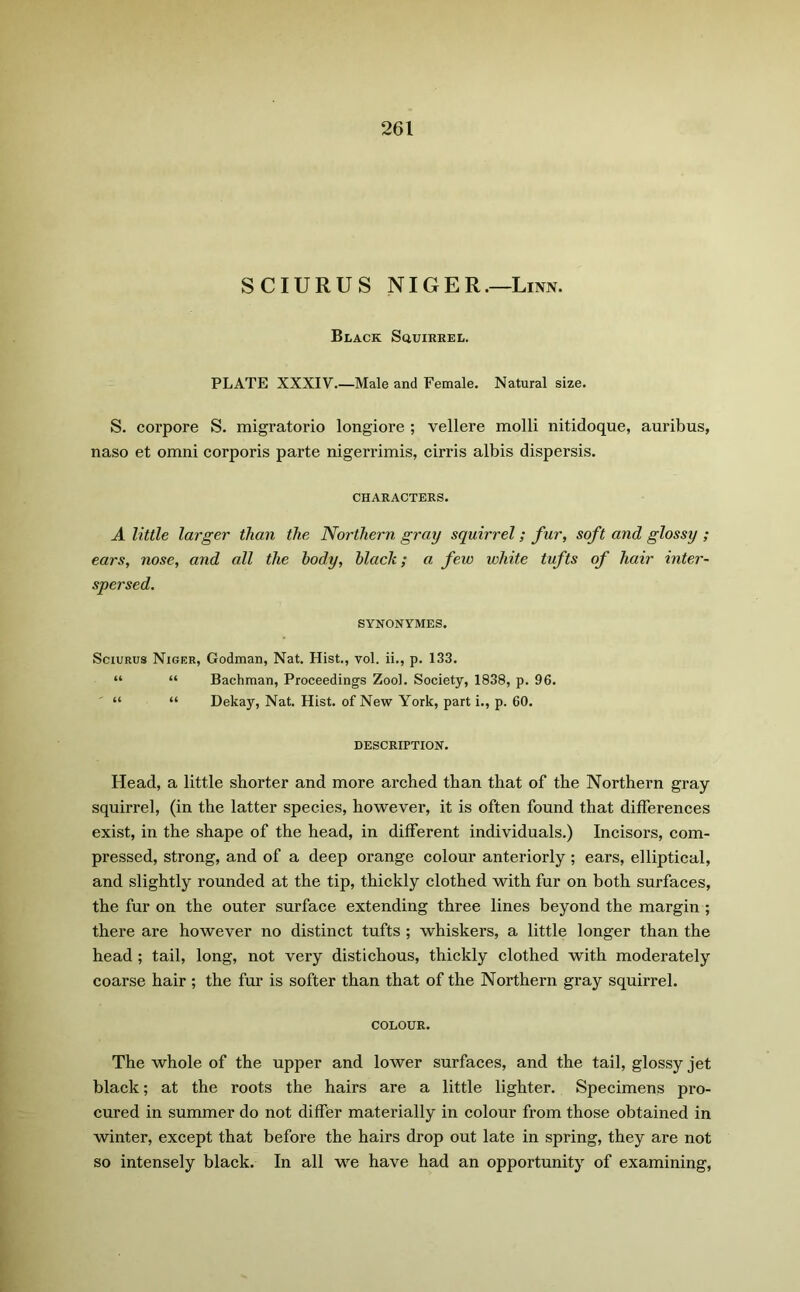 SCIURUS NIGER.—Linn. Black Squirkel. PLATE XXXIV.—Male and Female. Natural size. S. corpore S. migratorio longiore ; vellere molli nitidoque, auribus, naso et omni corporis parte nigerrimis, cirris albis dispersis. CHARACTERS. A little larger than the Northern gray squirrel; fur, soft and glossy ; ears, nose, and all the body, black; a few white tufts of hair inter- spersed. SYNONYMES. Sciurus Niger, Godman, Nat. Hist., vol. ii., p. 133. “ “ Bachman, Proceedings Zool. Society, 1838, p. 96. “ “ Dekay, Nat. Hist, of New York, part i., p. 60. DESCRIPTION. Head, a little shorter and more arched than that of the Northern gray- squirrel, (in the latter species, however, it is often found that differences exist, in the shape of the head, in different individuals.) Incisors, com- pressed, strong, and of a deep orange colour anteriorly ; ears, elliptical, and slightly rounded at the tip, thickly clothed with fur on both surfaces, the fur on the outer surface extending three lines beyond the margin ; there are however no distinct tufts ; whiskers, a little longer than the head ; tail, long, not very distichous, thickly clothed with moderatelyr coarse hair ; the fur is softer than that of the Northern gray squirrel. COLOUR. The whole of the upper and lower surfaces, and the tail, glossy jet black; at the roots the hairs are a little lighter. Specimens pro- cured in summer do not differ materially in colour from those obtained in winter, except that before the hairs drop out late in spring, they are not so intensely black. In all we have had an opportunity of examining,