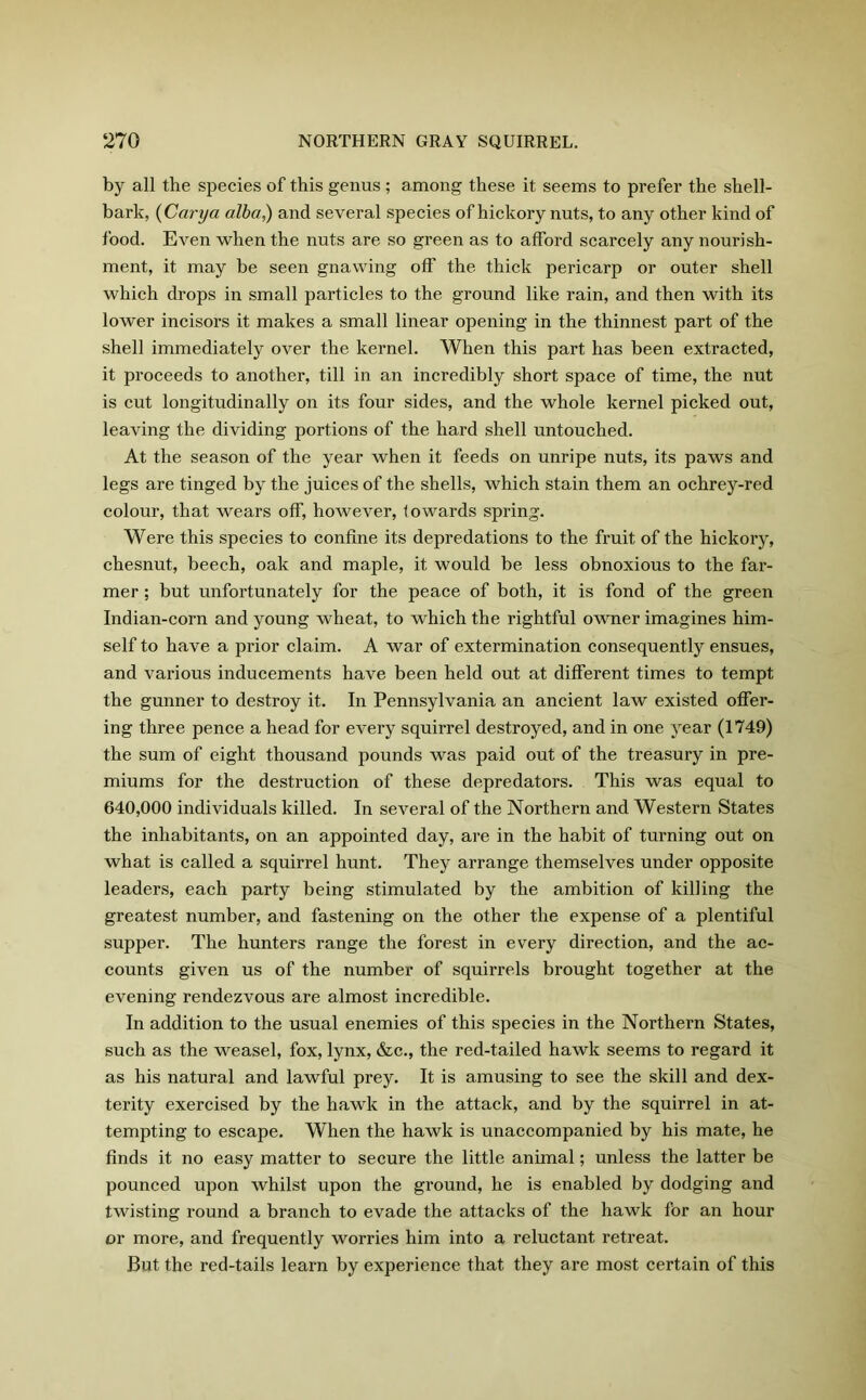 by all the species of this genus ; among these it seems to prefer the shell- bark, {Carya alba,) and several species of hickory nuts, to any other kind of food. Even when the nuts are so green as to afford scarcely any nourish- ment, it may be seen gnawing off the thick pericarp or outer shell which drops in small particles to the ground like rain, and then with its lower incisors it makes a small linear opening in the thinnest part of the shell immediately over the kernel. When this part has been extracted, it proceeds to another, till in an incredibly short space of time, the nut is cut longitudinally on its four sides, and the whole kernel picked out, leaving the dividing portions of the hard shell untouched. At the season of the year when it feeds on unripe nuts, its paws and legs are tinged by the juices of the shells, which stain them an ochrey-red colour, that wears off, however, towards spring. Were this species to confine its depredations to the fruit of the hickory, chesnut, beech, oak and maple, it would be less obnoxious to the far- mer ; but unfortunately for the peace of both, it is fond of the green Indian-corn and young wheat, to which the rightful owner imagines him- self to have a prior claim. A war of extermination consequently ensues, and various inducements have been held out at different times to tempt the gunner to destroy it. In Pennsylvania an ancient law existed offer- ing three pence a head for every squirrel destroyed, and in one year (1749) the sum of eight thousand pounds was paid out of the treasury in pre- miums for the destruction of these depredators. This was equal to 640,000 individuals killed. In several of the Northern and Western States the inhabitants, on an appointed day, are in the habit of turning out on what is called a squirrel hunt. They arrange themselves under opposite leaders, each party being stimulated by the ambition of killing the greatest number, and fastening on the other the expense of a plentiful supper. The hunters range the forest in every direction, and the ac- counts given us of the number of squirrels brought together at the evening rendezvous are almost incredible. In addition to the usual enemies of this species in the Northern States, such as the weasel, fox, lynx, &c., the red-tailed hawk seems to regard it as his natural and lawful prey. It is amusing to see the skill and dex- terity exercised by the hawk in the attack, and by the squirrel in at- tempting to escape. When the hawk is unaccompanied by his mate, he finds it no easy matter to secure the little animal; unless the latter be pounced upon whilst upon the ground, he is enabled by dodging and twisting round a branch to evade the attacks of the hawk for an hour or more, and frequently worries him into a reluctant retreat. But the red-tails learn by experience that they are most certain of this