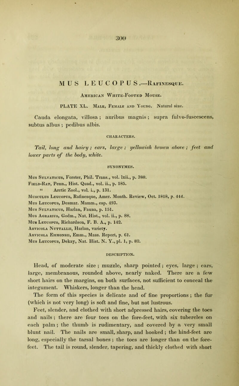 MUS LEUCOPUS .—Rafinesque. American White-Footed Mouse. PLATE XL. Male, Female and Young. Natural size. Cauda elongata, villosa; auribus magnis; supra fulvo-fuscescens, subtus albus ; pedibus albis. CHARACTERS. Tail, long and hairy; ears, large ; yellowish brown above ; feet and lower parts of the body, white. SYNONYMES. Mus Sylvaticus, Forster, Phil. Trans., vol. lxii., p. 380. Field-Rat, Penn., Hist. Quad., vol. ii., p. 185. “ Arctic Zool., vol. i., p. 13-1. Musculus Leucopus, Rafinesque, Amer. Month. Review, Oct. 1818, p. 444. Mus Leucopus, Desmar. Mamm., esp. 493. Mus Sylvaticus, Harlan, Fauna, p. 151. Mus Agrarius, Godm., Nat. Hist., vol. ii., p. 88. Mus Leucopus, Richardson, F. B. A., p. 142. Arvicola Nuttallii, Harlan, varietj. Arvicola Emmonsii, Emm., Mass. Report, p. 61. Mus Leucopus, Dekay, Nat. Hist. N. Y., pi. 1, p. 82. DESCRIPTION. Head, of moderate size ; muzzle, sharp pointed; eyes, large ; ears, large, membranous, rounded above, nearly naked. There are a few short hairs on the margins, on both surfaces, not sufficient to conceal the integument. Whiskers, longer than the head. The form of this species is delicate and of fine proportions ; the fur (which is not very long) is soft and fine, but not lustrous. Feet, slender, and clothed with short adpressed hairs, covering the toes and nails ; there are four toes on the fore-feet, with six tubercles on each palm ; the thumb is rudimentary, and covered by a very small blunt nail. The nails are small, sharp, and hooked ; the hind-feet are long, especially the tarsal bones ; the toes are longer than on the fore- feet. The tail is round, slender, tapering, and thickly clothed with short