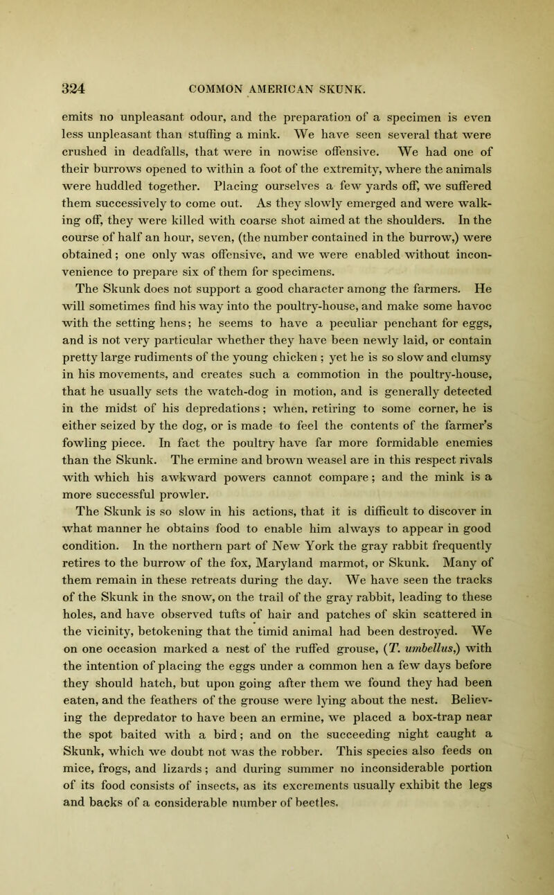emits no unpleasant odour, and the preparation of a specimen is even less unpleasant than stuffing a mink. We have seen several that were crushed in deadfalls, that were in nowise offensive. We had one of their burrows opened to within a foot of the extremity, where the animals were huddled together. Placing ourselves a few yards off, we suffered them successively to come out. As they slowly emerged and were walk- ing off, they were killed with coarse shot aimed at the shoulders. In the course of half an hour, seven, (the number contained in the burrow,) were obtained; one only was offensive, and we were enabled without incon- venience to prepare six of them for specimens. The Skunk does not support a good character among the farmers. He will sometimes find his way into the poultry-house, and make some havoc with the setting hens; he seems to have a peculiar penchant for eggs, and is not very particular whether they have been newly laid, or contain pretty large rudiments of the young chicken ; yet he is so slow and clumsy in his movements, and creates such a commotion in the poultry-house, that he usually sets the watch-dog in motion, and is generally detected in the midst of his depredations; when, retiring to some corner, he is either seized by the dog, or is made to feel the contents of the farmer’s fowling piece. In fact the poultry have far more formidable enemies than the Skunk. The ermine and brown weasel are in this respect rivals with which his awkward powers cannot compare; and the mink is a more successful prowler. The Skunk is so slow in his actions, that it is difficult to discover in what manner he obtains food to enable him always to appear in good condition. In the northern part of New York the gray rabbit frequently retires to the burrow of the fox, Maryland marmot, or Skunk. Many of them remain in these retreats during the day. We have seen the tracks of the Skunk in the snow, on the trail of the gray rabbit, leading to these holes, and have observed tufts of hair and patches of skin scattered in the vicinity, betokening that the timid animal had been destroyed. We on one occasion marked a nest of the ruffed grouse, (T. umbellus,) with the intention of placing the eggs under a common hen a few days before they should hatch, but upon going after them we found they had been eaten, and the feathers of the grouse were lying about the nest. Believ- ing the depredator to have been an ermine, we placed a box-trap near the spot baited with a bird; and on the succeeding night caught a Skunk, which we doubt not was the robber. This species also feeds on mice, frogs, and lizards; and during summer no inconsiderable portion of its food consists of insects, as its excrements usually exhibit the legs and backs of a considerable number of beetles.