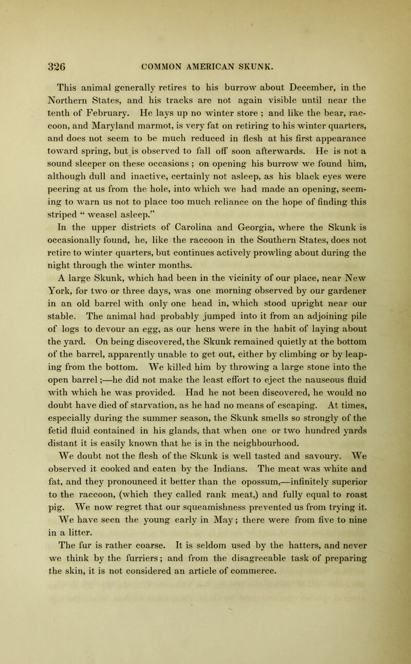 This animal generally retires to his burrow about December, in the Northern States, and his tracks are not again visible until near the tenth of February. He lays up no winter store ; and like the bear, rac- coon, and Maryland marmot, is very fat on retiring to his winter quarters, and does not seem to be much reduced in flesh at his first appearance toward spring, but is observed to fall off soon afterwards. He is not a sound sleeper on these occasions ; on opening his burrow we found him, although dull and inactive, certainly not asleep, as his black eyes were peering at us from the hole, into which we had made an opening, seem- ing to warn us not to place too much reliance on the hope of finding this striped “ weasel asleep.” In the upper districts of Carolina and Georgia, where the Skunk is occasionally found, he, like the raccoon in the Southern States, does not retire to winter quarters, but continues actively prowling about during the night through the winter months. A large Skunk, which had been in the vicinity of our place, near New York, for two or three days, was one morning observed by our gardener in an old barrel with only one head in, which stood upright near our stable. The animal had probably jumped into it from an adjoining pile of logs to devour an egg, as our hens were in the habit of laying about the yard. On being discovered, the Skunk remained quietly at the bottom of the barrel, apparently unable to get out, either by climbing or by leap- ing from the bottom. We killed him by throwing a large stone into the open barrel;—he did not make the least effort to eject the nauseous fluid with which he was provided. Had he not been discovered, he would no doubt have died of starvation, as he had no means of escaping. At times, especially during the summer season, the Skunk smells so strongly of the fetid fluid contained in his glands, that when one or two hundred yards distant it is easily known that he is in the neighbourhood. We doubt not the flesh of the Skunk is well tasted and savoury. We observed it cooked and eaten by the Indians. The meat was white and fat, and they pronounced it better than the opossum,—infinitely superior to the raccoon, (which they called rank meat,) and fully equal to roast pig. We now regret that our squeamishness prevented us from trying it. We have seen the young early in May; there were from five to nine in a litter. The fur is rather coarse. It is seldom used by the hatters, and never we think by the furriers; and from the disagreeable task of preparing the skin, it is not considered an article of commerce.