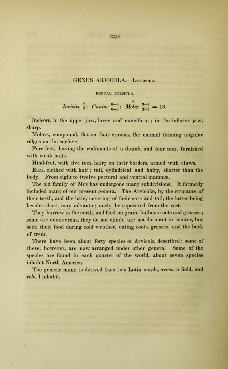 310 GENUS ARVICOLA.—Lacepede. DENTAL FORMULA. Incisive |; Canine ; Molar = 16. Incisors, in the upper jaw, large and cuneiform ; in the inferior jaw, sharp. Molars, compound, flat on their crowns, the enamel forming angular ridges on the surface. Fore-feet, having the rudiments of a thumb, and four toes, furnished with weak nails. Hind-feet, with five toes, hairy on their borders, armed with claws. Ears, clothed with hair; tail, cylindrical and hairy, shorter than the body. From eight to twelve pectoral and ventral mamma. The old family of Mus has undergone many subdivisions. It formerly included many of our present genera. The Arvicolae, by the structure of their teeth, and the hairy covering of their ears and tail, the latter being besides short, may advanta p ously be separated from the rest. They burrow in the earth, and feed on grain, bulbous roots and grasses ; some are omnivorous, they do not climb, are not dormant in winter, but seek their food during cold weather, eating roots, grasses, and the bark of trees. There have been about forty species of Arvicola described; some of these, however, are now arranged under other genera. Some of the species are found in each quarter of the world, about seven species inhabit North America. The generic name is derived from two Latin words, arvus, a field, and coZo, I inhabit.