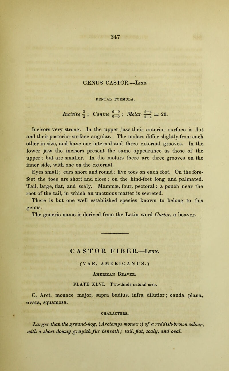 GENUS CASTOR.—Linn. DENTAL FORMULA. Incisive ^ ; Canine ; Molar = 20. Incisors very strong. In the upper jaw their anterior surface is flat and their posterior surface angular. The molars differ slightly from each other in size, and have one internal and three external grooves. In the lower jaw the incisors present the same appearance as those of the upper; but are smaller. In the molars there are three grooves on the inner side, with one on the external. Eyes small; ears short and round; five toes on each foot. On the fore- feet the toes are short and close; on the hind-feet long and palmated. Tail, large, flat, and scaly. Mammae, four, pectoral: a pouch near the root of the tail, in which an unctuous matter is secreted. There is but one well established species known to belong to this genus. The generic name is derived from the Latin word Castor, a beaver. CASTOR FIBER.—Linn. (VAR. AMERICANUS.) American Beaver. PLATE XLVI. Two-thirds natural size. C. Arct. monace major, supra badius, infra dilutior; cauda plana, ovata, squamosa. CHARACTERS. Larger than the ground-hog, (Arctomys monax;) of a reddish-brown colour, with a short downy grayish fur beneath; tail, flat, scaly, and oval.