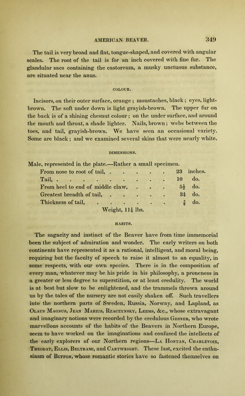The tail is very broad and flat, tongue-shaped, and covered with angular scales. The root of the tail is for an inch covered with fine fur. The glandular sacs containing the castoreum, a musky unctuous substance, are situated near the anus. COLOUR. Incisors, on their outer surface, orange ; moustaches, black; eyes, light- brown. The soft under down is light grayish-brown. The upper fur on the back is of a shining chesnut colour ; on the under surface, and around the mouth and throat, a shade lighter. Nails, brown; webs between the toes, and tail, grayish-brown. We have seen an occasional variety. Some are black ; and we examined several skins that were nearly white. DIMENSIONS. Male, represented in the plate.—Rather a small specimen. From nose to root of tail, .... 23 inches. Tail, ........ 10 do. From heel to end of middle claw, 5£ do. Greatest breadth of tail, .... 3i do. Thickness of tail, 7 • 8 do. Weight, lli lbs. HABITS. The sagacity and instinct of the Beaver have from time immemorial been the subject of admiration and wonder. The early writers on both continents have represented it as a rational, intelligent, and moral being, requiring but the faculty of speech to raise it almost to an equality, in some respects, with our own species. There is in the composition of every man, whatever may be his pride in his philosophy, a proneness in a greater or less degree to superstition, or at least credulity. The world is at best but slow to be enlightened, and the trammels thrown around us by the tales of the nursery are not easily shaken off. Such travellers into the northern parts of Sweden, Russia, Norway, and Lapland, as Olaus Magnus, Jean Marius, Rzaczynsky, Leems, &c., whose extravagant and imaginary notions were recorded by the credulous Gesner, who wrote marvellous accounts of the habits of the Beavers in Northern Europe, seem to have worked on the imaginations and confused the intellects of the early explorers of our Northern regions—La Hontan, Charlevoix, Theodat, Ellis, Beltrami, and Cartwright. These last, excited the enthu- siasm of Buffon, whose romantic stories have so fastened themselves on