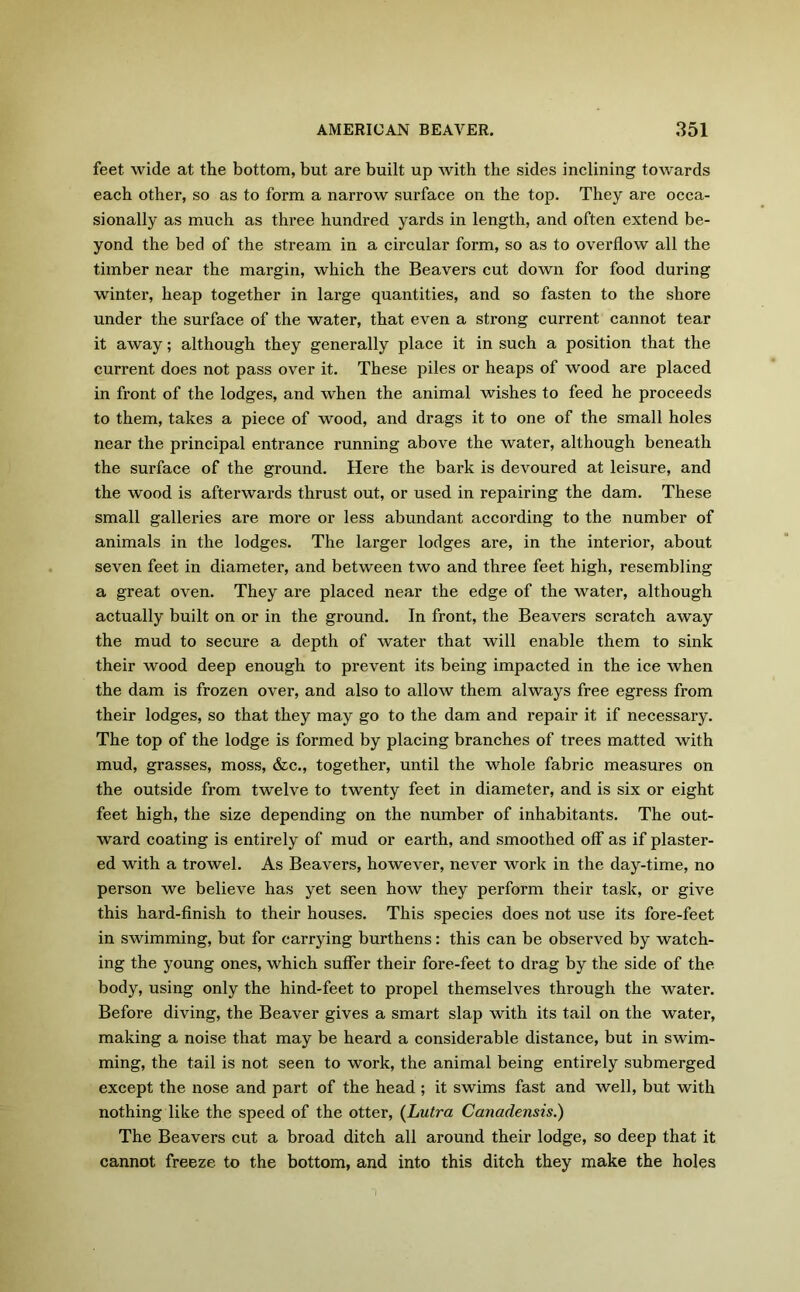 feet wide at the bottom, but are built up with the sides inclining towards each other, so as to form a narrow surface on the top. They are occa- sionally as much as three hundred yards in length, and often extend be- yond the bed of the stream in a circular form, so as to overflow all the timber near the margin, which the Beavers cut down for food during winter, heap together in large quantities, and so fasten to the shore under the surface of the water, that even a strong current cannot tear it away; although they generally place it in such a position that the current does not pass over it. These piles or heaps of wood are placed in front of the lodges, and when the animal wishes to feed he proceeds to them, takes a piece of wood, and drags it to one of the small holes near the principal entrance running above the water, although beneath the surface of the ground. Here the bark is devoured at leisure, and the wood is afterwards thrust out, or used in repairing the dam. These small galleries are more or less abundant according to the number of animals in the lodges. The larger lodges are, in the interior, about seven feet in diameter, and between two and three feet high, resembling a great oven. They are placed near the edge of the water, although actually built on or in the ground. In front, the Beavers scratch away the mud to secure a depth of water that will enable them to sink their wood deep enough to prevent its being impacted in the ice when the dam is frozen over, and also to allow them always free egress from their lodges, so that they may go to the dam and repair it if necessary. The top of the lodge is formed by placing branches of trees matted with mud, grasses, moss, &c., together, until the whole fabric measures on the outside from twelve to twenty feet in diameter, and is six or eight feet high, the size depending on the number of inhabitants. The out- ward coating is entirely of mud or earth, and smoothed off as if plaster- ed with a trowel. As Beavers, however, never work in the day-time, no person we believe has yet seen how they perform their task, or give this hard-finish to their houses. This species does not use its fore-feet in swimming, but for carrying burthens: this can be observed by watch- ing the young ones, which suffer their fore-feet to drag by the side of the body, using only the hind-feet to propel themselves through the water. Before diving, the Beaver gives a smart slap with its tail on the water, making a noise that may be heard a considerable distance, but in swim- ming, the tail is not seen to work, the animal being entirely submerged except the nose and part of the head ; it swims fast and well, but with nothing like the speed of the otter, (Lutra Canadensis.) The Beavers cut a broad ditch all around their lodge, so deep that it cannot freeze to the bottom, and into this ditch they make the holes