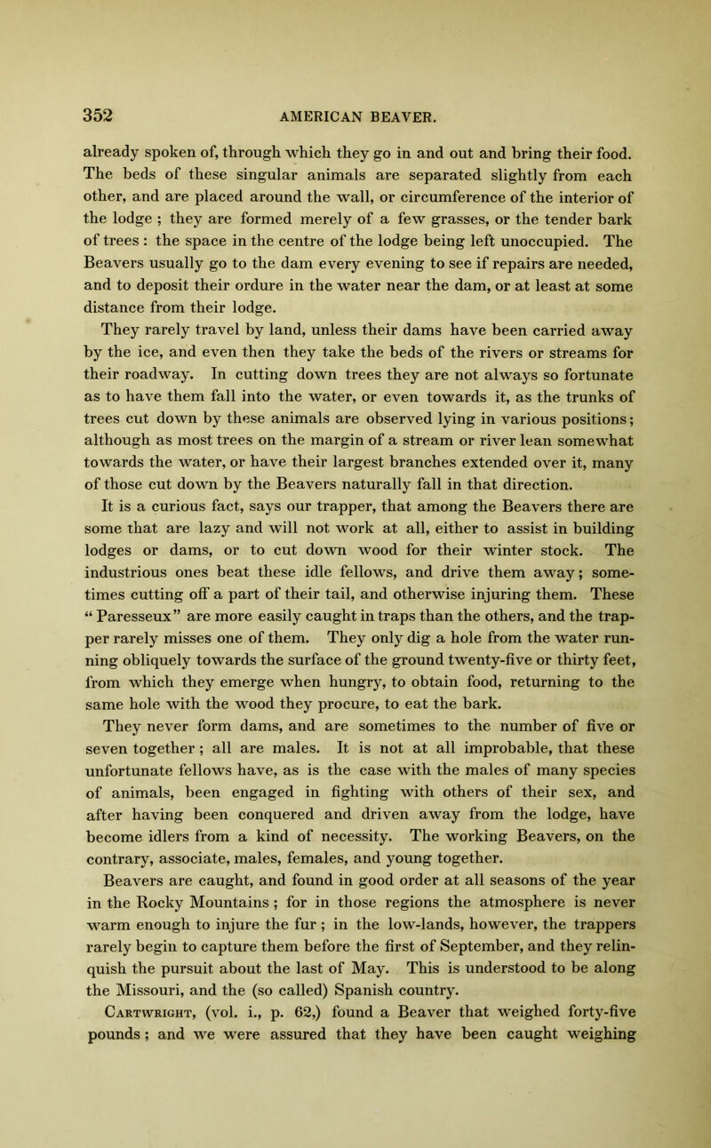 already spoken of, through which they go in and out and bring their food. The beds of these singular animals are separated slightly from each other, and are placed around the wall, or circumference of the interior of the lodge ; they are formed merely of a few grasses, or the tender bark of trees : the space in the centre of the lodge being left unoccupied. The Beavers usually go to the dam every evening to see if repairs are needed, and to deposit their ordure in the water near the dam, or at least at some distance from their lodge. They rarely travel by land, unless their dams have been carried away by the ice, and even then they take the beds of the rivers or streams for their roadway. In cutting down trees they are not always so fortunate as to have them fall into the water, or even towards it, as the trunks of trees cut down by these animals are observed lying in various positions; although as most trees on the margin of a stream or river lean somewhat towards the water, or have their largest branches extended over it, many of those cut down by the Beavers naturally fall in that direction. It is a curious fact, says our trapper, that among the Beavers there are some that are lazy and will not work at all, either to assist in building lodges or dams, or to cut down wood for their winter stock. The industrious ones beat these idle fellows, and drive them away; some- times cutting off a part of their tail, and otherwise injuring them. These “ Paresseux” are more easily caught in traps than the others, and the trap- per rarely misses one of them. They onty dig a hole from the water run- ning obliquely towards the surface of the ground twenty-five or thirty feet, from which they emerge when hungry, to obtain food, returning to the same hole with the wood they procure, to eat the bark. They never form dams, and are sometimes to the number of five or seven together; all are males. It is not at all improbable, that these unfortunate fellows have, as is the case with the males of many species of animals, been engaged in fighting with others of their sex, and after having been conquered and driven away from the lodge, have become idlers from a kind of necessity. The working Beavers, on the contrary, associate, males, females, and young together. Beavers are caught, and found in good order at all seasons of the year in the Rocky Mountains; for in those regions the atmosphere is never warm enough to injure the fur ; in the low-lands, however, the trappers rarely begin to capture them before the first of September, and they relin- quish the pursuit about the last of May. This is understood to be along the Missouri, and the (so called) Spanish country. Cartwright, (vol. i., p. 62,) found a Beaver that weighed forty-five pounds; and we were assured that they have been caught weighing