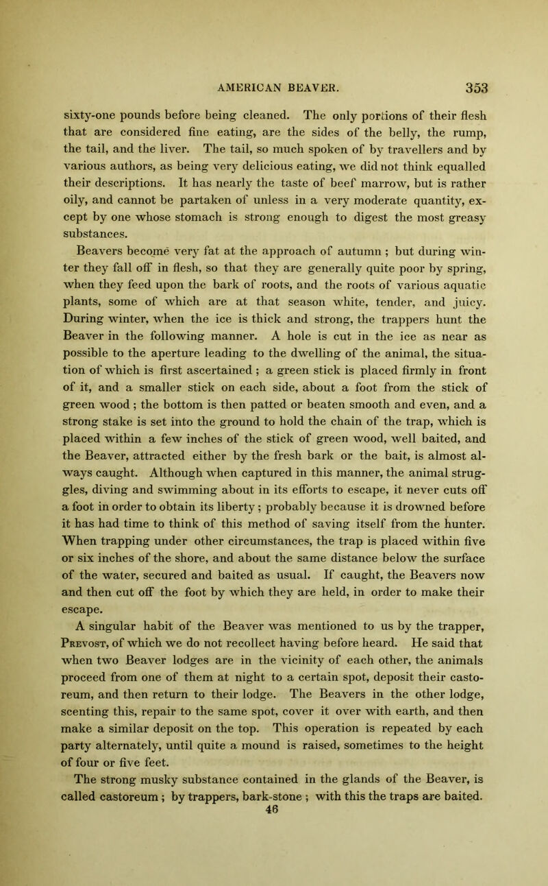 sixty-one pounds before being cleaned. The only portions of their flesh that are considered fine eating, are the sides of the belly, the rump, the tail, and the liver. The tail, so much spoken of by travellers and by various authors, as being very delicious eating, we did not think equalled their descriptions. It has nearly the taste of beef marrow, but is rather oily, and cannot be partaken of unless in a very moderate quantity, ex- cept by one whose stomach is strong enough to digest the most greasy substances. Beavers become very fat at the approach of autumn ; but during win- ter they fall off in flesh, so that they are generally quite poor by spring, when they feed upon the bark of roots, and the roots of various aquatic plants, some of which are at that season white, tender, and juicy. During winter, when the ice is thick and strong, the trappers hunt the Beaver in the following manner. A hole is cut in the ice as near as possible to the aperture leading to the dwelling of the animal, the situa- tion of which is first ascertained ; a green stick is placed firmly in front of it, and a smaller stick on each side, about a foot from the stick of green wood ; the bottom is then patted or beaten smooth and even, and a strong stake is set into the ground to hold the chain of the trap, which is placed within a few inches of the stick of green wood, well baited, and the Beaver, attracted either by the fresh bark or the bait, is almost al- ways caught. Although when captured in this manner, the animal strug- gles, diving and swimming about in its efforts to escape, it never cuts off a foot in order to obtain its liberty; probably because it is drowned before it has had time to think of this method of saving itself from the hunter. When trapping under other circumstances, the trap is placed within five or six inches of the shore, and about the same distance below the surface of the water, secured and baited as usual. If caught, the Beavers now and then cut off the foot by which they are held, in order to make their escape. A singular habit of the Beaver was mentioned to us by the trapper, Prevost, of which we do not recollect having before heard. He said that when two Beaver lodges are in the vicinity of each other, the animals proceed from one of them at night to a certain spot, deposit their casto- reum, and then return to their lodge. The Beavers in the other lodge, scenting this, repair to the same spot, cover it over with earth, and then make a similar deposit on the top. This operation is repeated by each party alternately, until quite a mound is raised, sometimes to the height of four or five feet. The strong musky substance contained in the glands of the Beaver, is called castoreum; by trappers, bark-stone ; with this the traps are baited. 46