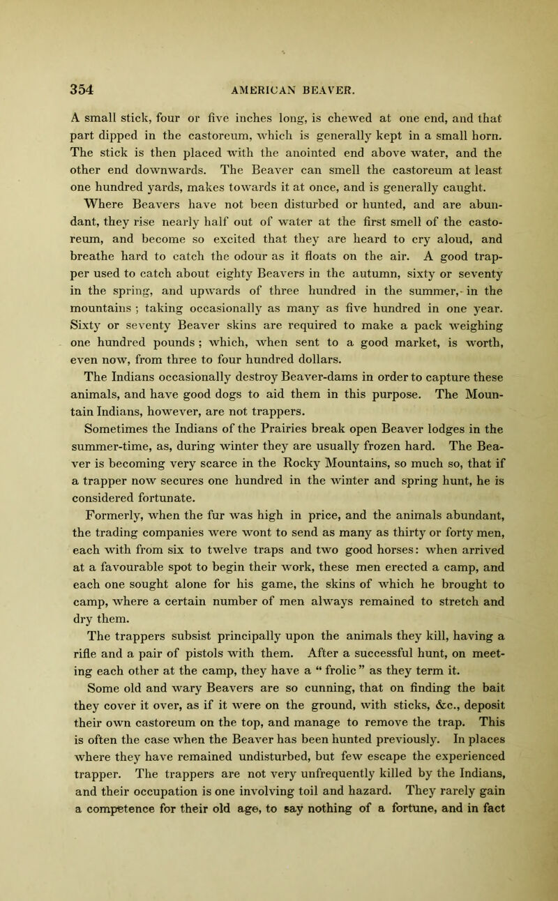 A small stick, four or five inches long, is chewed at one end, and that part dipped in the castoreum, which is generally kept in a small horn. The stick is then placed with the anointed end above water, and the other end downwards. The Beaver can smell the castoreum at least one hundred yards, makes towards it at once, and is generally caught. Where Beavers have not been disturbed or hunted, and are abun- dant, they rise nearly half out of water at the first smell of the casto- reum, and become so excited that they are heard to cry aloud, and breathe hard to catch the odour as it floats on the air. A good trap- per used to catch about eighty Beavers in the autumn, sixty or seventy in the spring, and upwards of three hundred in the summer,-in the mountains ; taking occasionally as many as five hundred in one year. Sixty or seventy Beaver skins are required to make a pack weighing one hundred pounds ; which, when sent to a good market, is worth, even now, from three to four hundred dollars. The Indians occasionally destroy Beaver-dams in order to capture these animals, and have good dogs to aid them in this purpose. The Moun- tain Indians, however, are not trappers. Sometimes the Indians of the Prairies break open Beaver lodges in the summer-time, as, during winter they are usually frozen hard. The Bea- ver is becoming very scarce in the Rocky Mountains, so much so, that if a trapper now secures one hundred in the winter and spring hunt, he is considered fortunate. Formerly, when the fur was high in price, and the animals abundant, the trading companies were wont to send as many as thirty or forty men, each with from six to twelve traps and two good horses: when arrived at a favourable spot to begin their work, these men erected a camp, and each one sought alone for his game, the skins of which he brought to camp, where a certain number of men always remained to stretch and dry them. The trappers subsist principally upon the animals they kill, having a rifle and a pair of pistols with them. After a successful hunt, on meet- ing each other at the camp, they have a “ frolic ” as they term it. Some old and wary Beavers are so cunning, that on finding the bait they cover it over, as if it were on the ground, with sticks, &c., deposit their own castoreum on the top, and manage to remove the trap. This is often the case when the Beaver has been hunted previously. In places where they have remained undisturbed, but few escape the experienced trapper. The trappers are not very unfrequently killed by the Indians, and their occupation is one involving toil and hazard. They rarely gain a competence for their old age, to say nothing of a fortune, and in fact