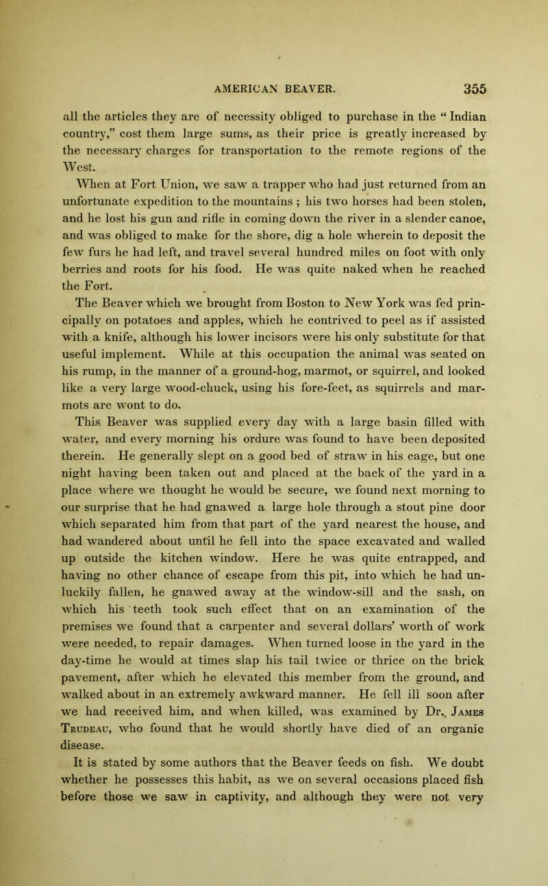 all the articles they are of necessity obliged to purchase in the “ Indian country,” cost them large sums, as their price is greatly increased by the necessary charges for transportation to the remote i*egions of the West. When at Fort Union, we saw a trapper who had just returned from an unfortunate expedition to the mountains ; his two horses had been stolen, and he lost his gun and rifle in coming down the river in a slender canoe, and was obliged to make for the shore, dig a hole wherein to deposit the few furs he had left, and travel several hundred miles on foot with only berries and roots for his food. He was quite naked when he reached the Fort. The Beaver which we brought from Boston to New York was fed prin- cipally on potatoes and apples, which he contrived to peel as if assisted with a knife, although his lower incisors were his only substitute for that useful implement. While at this occupation the animal was seated on his rump, in the manner of a ground-hog, marmot, or squirrel, and looked like a very large wood-chuck, using his fore-feet, as squirrels and mar- mots are wont to do. This Beaver was supplied every day with a large basin filled with water, and every morning his ordure was found to have been deposited therein. He generally slept on a good bed of straw in his cage, but one night haAung been taken out and placed at the back of the yard in a place where we thought he would be secure, we found next morning to our surprise that he had gnawed a large hole through a stout pine door which separated him from that part of the yard nearest the house, and had wandered about until he fell into the space excavated and walled up outside the kitchen window. Here he was quite entrapped, and having no other chance of escape from this pit, into which he had un- luckily fallen, he gnawed away at the window-sill and the sash, on which his teeth took such effect that on an examination of the premises we found that a carpenter and several dollars’ worth of work were needed, to repair damages. When turned loose in the yard in the day-time he would at times slap his tail twice or thrice on the brick pavement, after which he elevated this member from the ground, and walked about in an extremely awkward manner. He fell ill soon after we had received him, and when killed, was examined by Dr^. James Trudeau, who found that he would shortly have died of an organic disease. It is stated by some authors that the Beaver feeds on fish. We doubt whether he possesses this habit, as we on several occasions placed fish before those we saw in captivity, and although they were not very