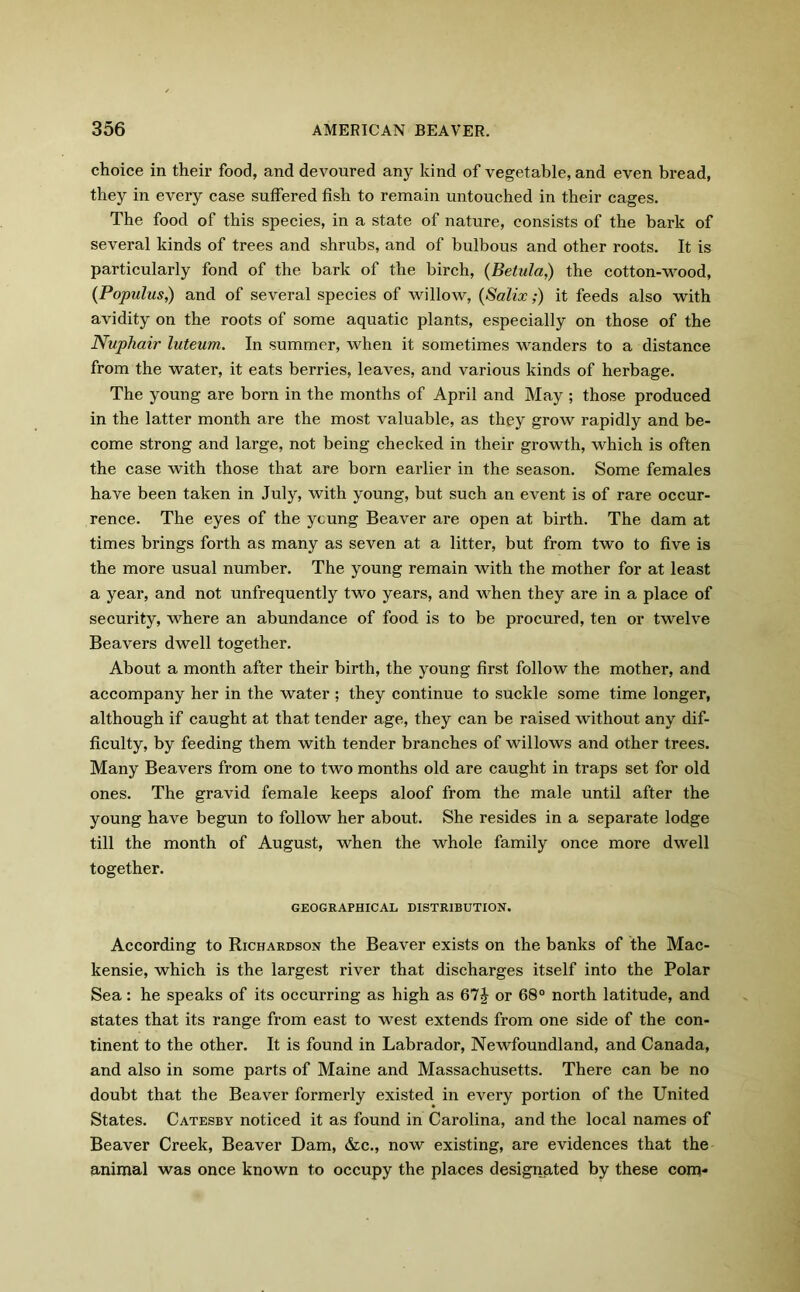 choice in their food, and devoured any kind of vegetable, and even bread, they in every case suffered fish to remain untouched in their cages. The food of this species, in a state of nature, consists of the bark of several kinds of trees and shrubs, and of bulbous and other roots. It is particularly fond of the bark of the birch, (Betula,) the cotton-wood, (Populus,) and of several species of willow, (Sa'lix;) it feeds also with avidity on the roots of some aquatic plants, especially on those of the Nuphair luteum. In summer, when it sometimes wanders to a distance from the water, it eats berries, leaves, and various kinds of herbage. The young are born in the months of April and May ; those produced in the latter month are the most valuable, as they grow rapidly and be- come strong and large, not being checked in their growth, which is often the case with those that are born earlier in the season. Some females have been taken in July, with young, but such an event is of rare occur- rence. The eyes of the ycung Beaver are open at birth. The dam at times brings forth as many as seven at a litter, but from two to five is the more usual number. The young remain with the mother for at least a year, and not unfrequently two years, and when they are in a place of security, where an abundance of food is to be procured, ten or twelve Beavers dwell together. About a month after their birth, the young first follow the mother, and accompany her in the water ; they continue to suckle some time longer, although if caught at that tender age, they can be raised without any dif- ficulty, by feeding them with tender branches of willows and other trees. Many Beavers from one to two months old are caught in traps set for old ones. The gravid female keeps aloof from the male until after the young have begun to follow her about. She resides in a separate lodge till the month of August, when the whole family once more dwell together. GEOGRAPHICAL DISTRIBUTION. According to Richardson the Beaver exists on the banks of the Mac- kensie, which is the largest river that discharges itself into the Polar Sea: he speaks of its occurring as high as 67J or 68° north latitude, and states that its range from east to west extends from one side of the con- tinent to the other. It is found in Labrador, Newfoundland, and Canada, and also in some parts of Maine and Massachusetts. There can be no doubt that the Beaver formerly existed in every portion of the United States. Catesby noticed it as found in Carolina, and the local names of Beaver Creek, Beaver Dam, &c., now existing, are evidences that the animal was once known to occupy the places designated by these com-