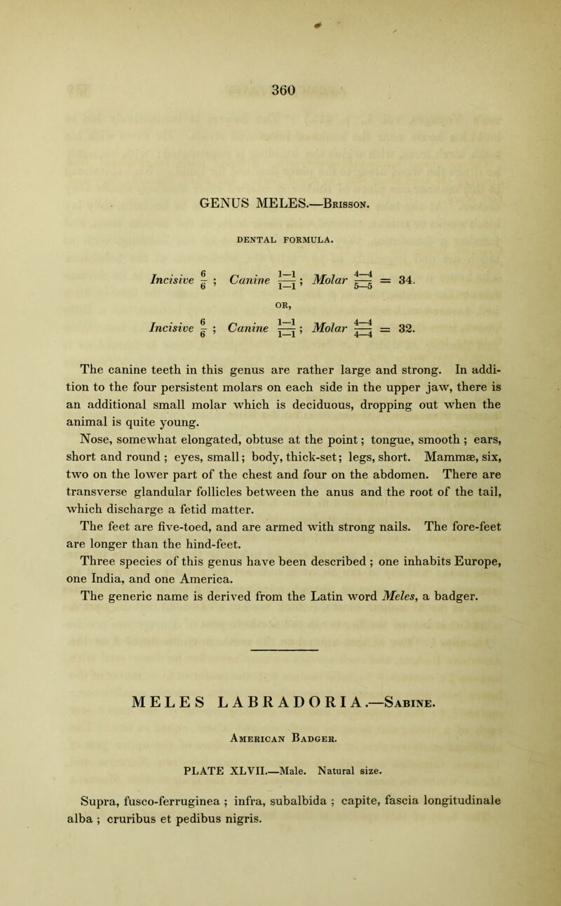 GENUS MELES.—Brisson. DENTAL FORMULA. Incisive ~ ; Canine ; OR, Incisive ^ ; Canine ; The canine teeth in this genus are rather large and strong. In addi- tion to the four persistent molars on each side in the upper jaw, there is an additional small molar which is deciduous, dropping out when the animal is quite young. Nose, somewhat elongated, obtuse at the point; tongue, smooth ; ears, short and round ; eyes, small; body, thick-set; legs, short. Mammae, six, two on the lower part of the chest and four on the abdomen. There are transverse glandular follicles between the anus and the root of the tail, which discharge a fetid matter. The feet are five-toed, and are armed with strong nails. The fore-feet are longer than the hind-feet. Three species of this genus have been described ; one inhabits Europe, one India, and one America. The generic name is derived from the Latin word Meles, a badger. Molar g = 34. Molar 7—| = 32. MELES LABRADORIA.—Sabine. American Badger. PLATE XLVII Male. Natural size. Supra, fusco-ferruginea ; infra, subalbida ; capite, fascia longitudinale alba ; cruribus et pedibus nigris.