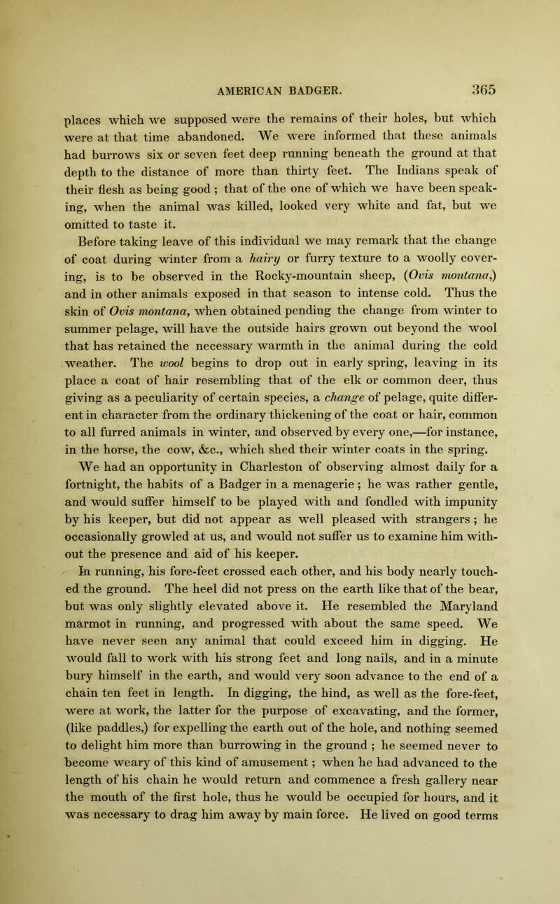 places which we supposed were the remains of their holes, but which were at that time abandoned. We were informed that these animals had burrows six or seven feet deep running beneath the ground at that depth to the distance of more than thirty feet. The Indians speak of their flesh as being good ; that of the one of which we have been speak- ing, when the animal was killed, looked very white and fat, but we omitted to taste it. Before taking leave of this individual we may remark that the change of coat during winter from a hairy or furry texture to a woolly cover- ing, is to be observed in the Rocky-mountain sheep, (Oris montana,) and in other animals exposed in that season to intense cold. Thus the skin of Ovis montana, when obtained pending the change from winter to summer pelage, will have the outside hairs grown out beyond the wool that has retained the necessary warmth in the animal during the cold weather. The wool begins to drop out in early spring, leaving in its place a coat of hair resembling that of the elk or common deer, thus giving as a peculiarity of certain species, a change of pelage, quite differ- ent in character from the ordinary thickening of the coat or hair, common to all furred animals in winter, and observed by every one,—for instance, in the horse, the cow, &c., which shed their winter coats in the spring. We had an opportunity in Charleston of observing almost daily for a fortnight, the habits of a Badger in a menagerie; he was rather gentle, and would suffer himself to be played with and fondled with impunity by his keeper, but did not appear as well pleased with strangers ; he occasionally growled at us, and would not suffer us to examine him with- out the presence and aid of his keeper. In running, his fore-feet crossed each other, and his body nearly touch- ed the ground. The heel did not press on the earth like that of the bear, but was only slightly elevated above it. He resembled the Maryland marmot in running, and progressed with about the same speed. We have never seen any animal that could exceed him in digging. He would fall to work with his strong feet and long nails, and in a minute bury himself in the earth, and would very soon advance to the end of a chain ten feet in length. In digging, the hind, as well as the fore-feet, were at work, the latter for the purpose of excavating, and the former, (like paddles,) for expelling the earth out of the hole, and nothing seemed to delight him more than burrowing in the ground ; he seemed never to become weary of this kind of amusement; when he had advanced to the length of his chain he would return and commence a fresh gallery near the mouth of the first hole, thus he would be occupied for hours, and it was necessary to drag him away by main force. He lived on good terms
