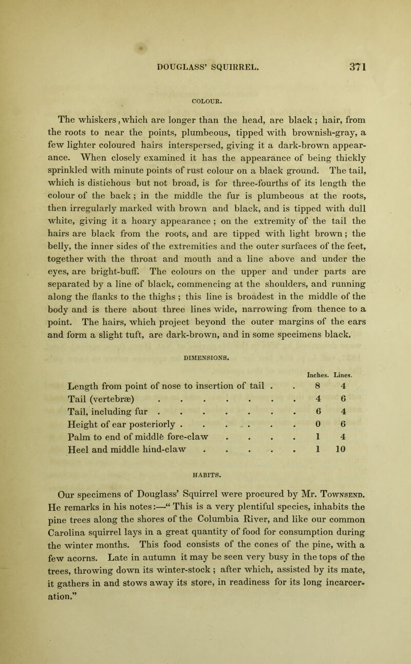 COLOUR. The whiskers, which are longer than the head, are black; hair, from the roots to near the points, plumbeous, tipped with brownish-gray, a few lighter coloured hairs interspersed, giving it a dark-brown appear- ance. When closely examined it has the appearance of being thickly sprinkled with minute points of rust colour on a black ground. The tail, which is distichous but not broad, is for three-fourths of its length the colour of the back ; in the middle the fur is plumbeous at the roots, then irregularly marked with brown and black, and is tipped with dull white, giving it a hoary appearance ; on the extremity of the tail the hairs are black from the roots, and are tipped with light brown; the belly, the inner sides of the extremities and the outer surfaces of the feet, together with the throat and mouth and a line above and under the eyes, are bright-buff. The colours on the upper and under parts are separated by a line of black, commencing at the shoulders, and running along the flanks to the thighs ; this line is broadest in the middle of the body and is there about three lines wide, narrowing from thence to a point. The hairs, which project beyond the outer margins of the ears and form a slight tuft, are dark-brown, and in some specimens black. DIMENSIONS. Inches. Lines. Length from point of nose to insertion of tail ..84 Tail (vertebrae) ....... 4 6 Tail, including fur 6 4 Height of ear posteriorly ...... 0 6 Palm to end of middlfe fore-claw .... 1 4 Heel and middle hind-claw . . . . „ 1 10 HABITS. Our specimens of Douglass’ Squirrel were procured by Mr. Townsend. He remarks in his notes:—“ This is a very plentiful species, inhabits the pine trees along the shores of the Columbia River, and like our common Carolina squirrel lays in a great quantity of food for consumption during the winter months. This food consists of the cones of the pine, with a few acorns. Late in autumn it may be seen very busy in the tops of the trees, throwing down its winter-stock ; after which, assisted by its mate, it gathers in and stows away its store, in readiness for its long incarcer- ation.”