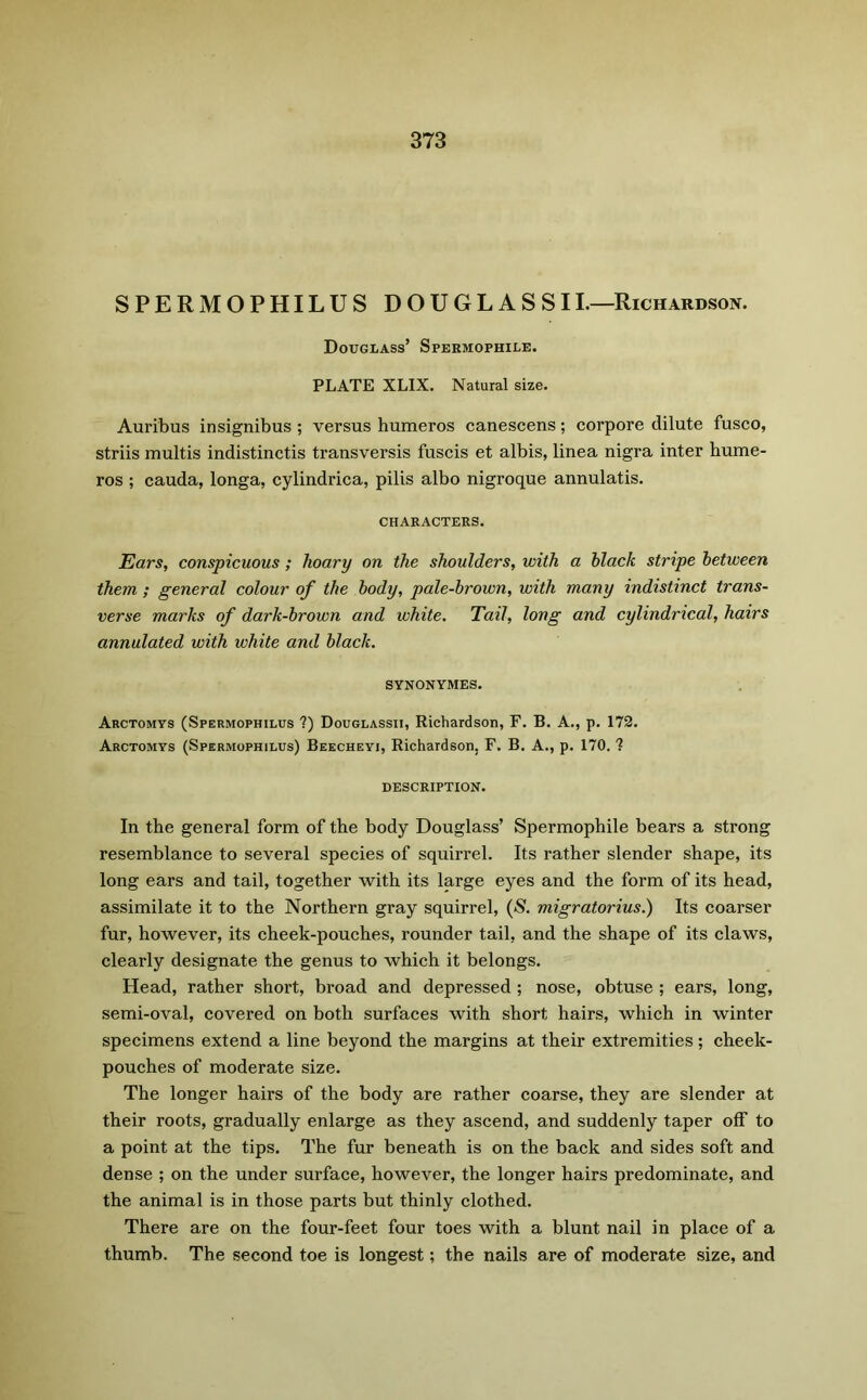 SPERMOPHILUS D O U G L A S S11.—Richardson. Douglass’ Spermophile. PLATE XLIX. Natural size. Auribus insignibus ; versus humeros canescens; corpore dilute fusco, striis multis indistinctis transversis fuscis et albis, linea nigra inter hume- ros ; cauda, longa, cylindrica, pilis albo nigroque annulatis. CHARACTERS. Ears, conspicuous; hoary on the shoulders, with a black stripe between them ; general colour of the body, pale-brown, with many indistinct trans- verse marks of dark-brown and white. Tail, long and cylindrical, hairs annulated with white and black. SYNONYMES. Arctomys (Spermophilus ?) Douglassii, Richardson, F. B. A., p. 172. Arctomys (Spermophilus) Beecheyi, Richardson, F. B. A., p. 170. ? DESCRIPTION. In the general form of the body Douglass’ Spermophile bears a strong resemblance to several species of squirrel. Its rather slender shape, its long ears and tail, together with its large eyes and the form of its head, assimilate it to the Northern gray squirrel, (S. migratorius.) Its coarser fur, however, its cheek-pouches, rounder tail, and the shape of its claws, clearly designate the genus to which it belongs. Head, rather short, broad and depressed ; nose, obtuse ; ears, long, semi-oval, covered on both surfaces with short hairs, which in winter specimens extend a line beyond the margins at their extremities; cheek- pouches of moderate size. The longer hairs of the body are rather coarse, they are slender at their roots, gradually enlarge as they ascend, and suddenly taper off to a point at the tips. The fur beneath is on the back and sides soft and dense ; on the under surface, however, the longer hairs predominate, and the animal is in those parts but thinly clothed. There are on the four-feet four toes with a blunt nail in place of a thumb. The second toe is longest; the nails are of moderate size, and