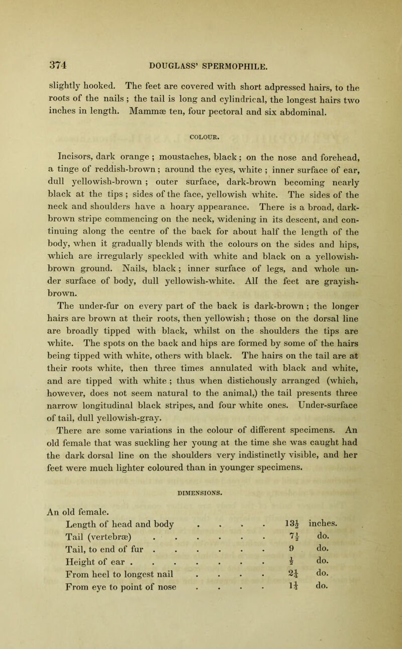 slightly hooked. The feet are covered with short adpressed hairs, to the roots of the nails ; the tail is long and cylindrical, the longest hairs two inches in length. Mammae ten, four pectoral and six abdominal. COLOUR. Incisors, dark orange ; moustaches, black; on the nose and forehead, a tinge of reddish-brown; around the eyes, white ; inner surface of ear, dull yellowish-brown ; outer surface, dark-brown becoming nearly black at the tips ; sides of the face, yellowish white. The sides of the neck and shoulders have a hoary appearance. There is a broad, dark- brown stripe commencing on the neck, widening in its descent, and con- tinuing along the centre of the back for about half the length of the body, when it gradually blends with the colours on the sides and hips, which are irregularly speckled with white and black on a yellowish- brown ground. Nails, black; inner surface of legs, and whole un- der surface of body, dull yellowish-white. All the feet are grayish- brown. The under-fur on every part of the back is dark-brown ; the longer hairs are brown at their roots, then yellowish; those on the dorsal line are broadly tipped with black, whilst on the shoulders the tips are white. The spots on the back and hips are formed by some of the hairs being tipped with white, others with black. The hairs on the tail are at their roots white, then three times annulated with black and white, and are tipped with white ; thus when distichously arranged (which, however, does not seem natural to the animal,) the tail presents three narrow longitudinal black stripes, and four white ones. Under-surface of tail, dull yellowish-gray. There are some variations in the colour of different specimens. An old female that was suckling her young at the time she was caught had the dark dorsal line on the shoulders very indistinctly visible, and her feet were much lighter coloured than in younger specimens. DIMENSIONS. An old female. Length of head and body .... m inches. Tail (vertebrae) ...... 74 do. Tail, to end of fur ...... 9 do. Height of ear ....... 4 do. From heel to longest nail .... 2J do. From eye to point of nose .... U do.