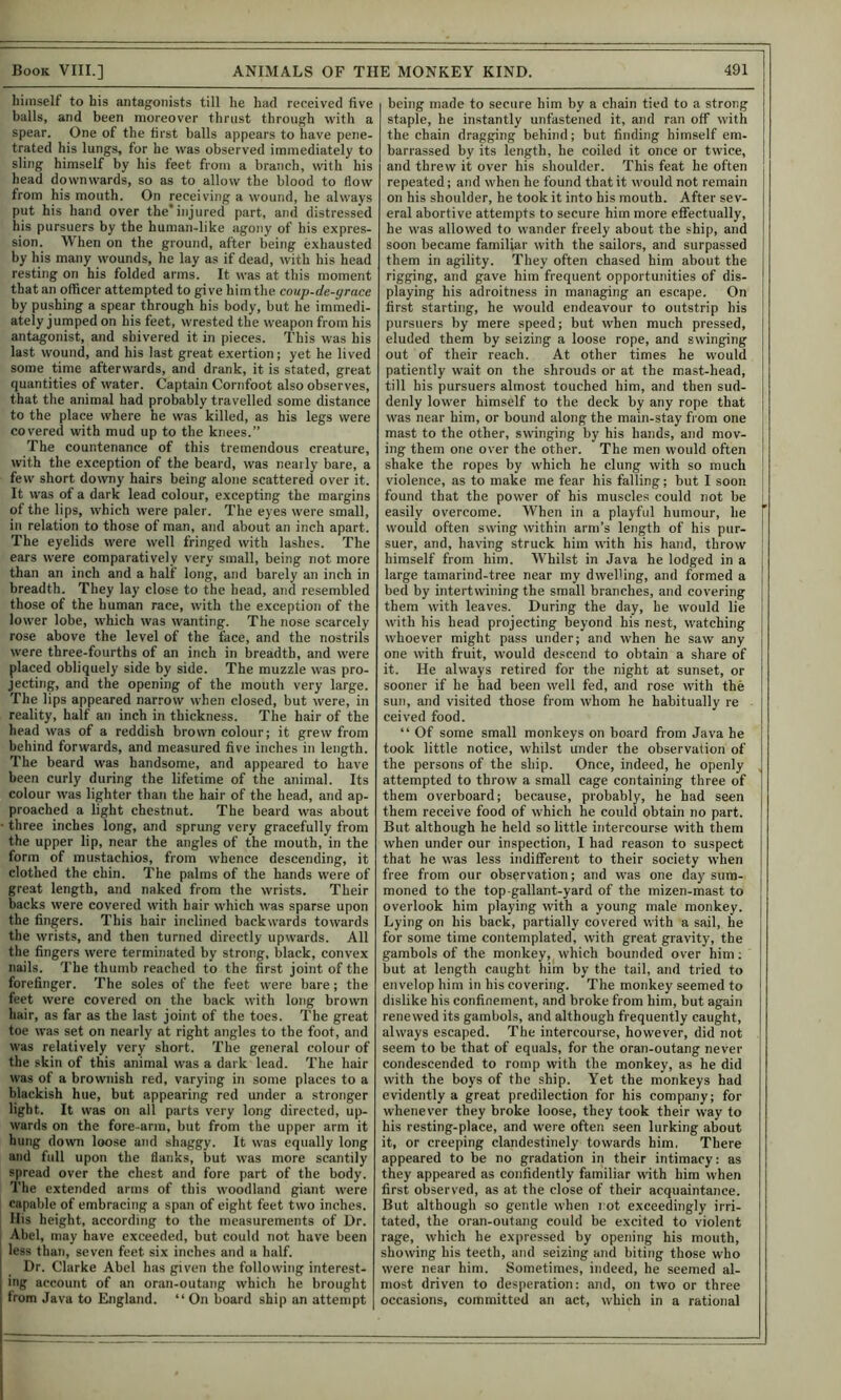 himself to his antagonists till he had received five halls, and been moreover thrust through with a spear. One of the first balls appears to have pene- trated his lungs, for he was observed immediately to sling himself by his feet from a branch, with his head downwards, so as to allow the blood to How from his mouth. On receiving a wound, he always put his hand over the*injured part, and distressed his pursuers by the human-like agony of his expres- sion. When on the ground, after being exhausted by his many wounds, he lay as if dead, with his head resting on his folded arms. It was at this moment that an officer attempted to give him the coup-de-yrace by pushing a spear through his body, but he immedi- ately jumped on his feet, wrested the weapon from his ant^onist, and shivered it in pieces. This was his last wound, and his last great exertion; yet he lived some time afterwards, and drank, it is stated, great quantities of water. Captain Cornfoot also observes, that the animal had probably travelled some distance to the place where he was killed, as his legs were covered with mud up to the knees.” The countenance of this tremendous creature, with the exception of the beard, was nearly bare, a few short downy hairs being alone scattered over it. It was of a dark lead colour, excepting the margins of the lips, which were paler. The eyes were small, in relation to those of man, and about an inch apart. The eyelids were well fringed with lashes. The ears were comparatively very small, being not more than an inch and a half long, and barely an inch in breadth. They lay close to the head, and resembled those of the human race, with the exception of the lower lobe, which was wanting. The nose scarcely rose above the level of the face, and the nostrils were three-fourths of an inch in breadth, and were placed obliquely side by side. The muzzle was pro- jecting, and the opening of the mouth very large. The lips appeared narrow when closed, but were, in reality, half an inch in thickness. The hair of the head was of a reddish brown colour; it grew from behind forwards, and measured five inches in length. The beard was handsome, and appeared to have been curly during the lifetime of the animal. Its colour was lighter than the hair of the head, and ap- proached a light chestnut. The beard was about three inches long, and sprung very gracefully from the upper lip, near the angles of the mouth, in the form of mustachios, from whence descending, it clothed the chin. The palms of the hands were of great length, and naked from the wrists. Their backs were covered with hair which was sparse upon the fingers. This hair inclined backwards towards the wrists, and then turned directly upwards. All the fingers were terminated by strong, black, convex nails. The thumb reached to the first joint of the forefinger. The soles of the feet were bare; the feet were covered on the back with long brown hair, as far as the last joint of the toes. The great toe was set on nearly at right angles to the foot, and was relatively very short. The general colour of the skin of this animal was a dark lead. The hair was of a brownish red, varying in some places to a blackish hue, but appearing red under a stronger light. It was on all parts very long directed, up- wards on the fore-arm, but from the upper arm it hung down loose and shaggy. It was equally long atid full upon the flanks, but was more scantily spread over the chest and fore part of the body. The extended arms of this woodland giant were capable of embracing a span of eight feet two inches. His height, according to the measurements of Dr. Abel, may have exceeded, but could not have been less than, seven feet six inches and a half. Dr. Clarke Abel has given the following interest- ing account of an oran-outang which he brought from Java to England. “ On board ship an attempt being made to secure him by a chain tied to a strong staple, he instantly unfastened it, and ran off with the chain dragging behind; but finding himself em- barrassed by its length, he coiled it once or twice, and threw it over his shoulder. This feat he often repeated; and when he found that it would not remain on his shoulder, he took it into his mouth. After sev- eral abortive attempts to secure him more effectually, he was allowed to wander freely about the ship, and soon became familiar with the sailors, and surpassed them in agility. They often chased him about the rigging, and gave him frequent opportunities of dis- playing his adroitness in managing an escape. On first starting, he would endeavour to outstrip his pursuers by mere speed; but when much pressed, eluded them by seizing a loose rope, and swinging out of their reach. At other times he would patiently wait on the shrouds or at the mast-head, till his pursuers almost touched him, and then sud- denly lower himself to the deck by any rope that was near him, or bound along the main-stay from one mast to the other, swinging by his hands, and mov- ing them one over the other. The men would often shake the ropes by which he clung with so much violence, as to make me fear his falling; but I soon found that the power of his muscles could not be easily overcome. When in a playful humour, he would often swing within arm’s length of his pur- suer, and, ha\dng struck him with his hand, throw himself from him. Whilst in Java he lodged in a large tamarind-tree near my dwelling, and formed a bed by intertwining the small branches, and covering them with leaves. During the day, he would lie with his head projecting beyond his nest, watching whoever might pass under; and when he saw any one with fruit, w'ould descend to obtain a share of it. He always retired for the night at sunset, or sooner if he had been well fed, and rose with the sun, and visited those from whom he habitually re ceived food. “ Of some small monkeys on board from Java he took little notice, whilst under the observation of the persons of the ship. Once, indeed, he openly attempted to throw a small cage containing three of them overboard; because, probably, he had seen them receive food of which he could obtain no part. But although he held so little intercourse with them when under our inspection, I had reason to suspect that he was less indifferent to their society when free from our observation; and was one day sum- moned to the top gallant-yard of the mizen-mast to overlook him playing with a young male monkey. Lying on his back, partially covered with a sail, he for some time contemplated, with great gravity, the gambols of the monkey, which bounded over him; but at length caught him by the tail, and tried to envelop him in his covering. The monkey seemed to dislike his confinement, and broke from him, but again renewed its gambols, and although frequently caught, always escaped. The intercourse, however, did not seem to be that of equals, for the oran-outang never condescended to romp with the monkey, as he did with the boys of the ship. Yet the monkeys had evidently a great predilection for his company; for whenever they broke loose, they took their way to his resting-place, and were often seen lurking about it, or creeping clandestinely towards him. There appeared to be no gradation in their intimacy: as they appeared as confidently familiar with him when first observed, as at the close of their acquaintance. But although so gentle when rot exceedingly irri- tated, the oran-outang could be excited to violent rage, which he expressed by opening his mouth, showing his teeth, and seizing and biting those who were near him. Sometimes, indeed, he seemed al- most driven to desperation: and, on two or three occasions, committed an act, which in a rational