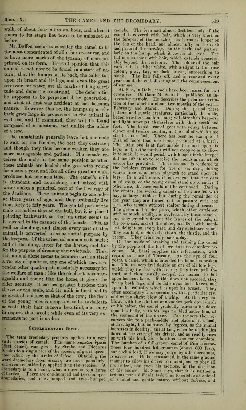 walk, of about four miles an hour, and w’hen it comes to its stage lies down to be unloaded as before. Mr. Buffon seems to consider the camel to be the most domesticated of all other creatures, and to have more marks of the tyranny of man im- printed on its form. He is of opinion that this animal is not now to be found in a state of na- ture ; that the humps on its back, the callosities upon its breast and its legs, and even the great reservoir for water, are all marks of long servi- tude and domestic constraint. The deformities he supposes to be perpetuated by generation ; and what at first was accident at last becomes nature. However this be, the humps upon the back grow large in proportion as the animal is well fed, and if examined, they will be found composed of a substance not unlike the udder of a cow. The inhabitants generally leave but one male to wait on ten females, the rest they castrate ; and though they thus become weaker, they are more manageable and patient. The female re- ceives the male in the same position as when these animals are loaded; she goes with young for about a year, and like all other great animals, produces but one at a time. The camel’s milk is abundant and nourishing, and mixed with water makes a principal part of the beverage of the Arabians. These animals begin to engender at three years of age, and they ordinarily live from forty to fifty years. The genital part of the male resembles that of the bull, but it is placed pointing backwards, so that its urine seems to be ejected in the manner of the female. This, as well as the dung, and almost every part of this animal, is converted to some useful purpose by the keepers. Of the urine, sal ammoniac is made; and of the dung, litter for the horses, and fire for the purpose of dressing their victuals. Thus, this animal alone seems to comprise within itself a variety of qualities, any one of which serves to render other quadrupeds absolutely necessary for the welfare of man : like the elephant it is man- ageable and tame; like the horse, it gives the rider security; it carries greater burdens than the ox or the mule, and its milk is furnished in as great abundance as that of the cow; the flesh of the young ones is supposed to be as delicate as veal; their hair is more beautiful, and more in request than wool; while even of its very ex- crements no part is useless. • Supplementary Note. The term dromedary properly applies to a very swift species of camel. The name xafinXet (fleet camel) was given by Strabo and Diodorus Siculus to a single race of the species, of great speed, now called by the Arabs el heirie. Obtaining the word dromedary from dramas, we have popularly, and even scientifically, applied it to the species. A dromedary is to a camel, what a racer is to a horse of burden. There are one-humped ajid two-humped dromedaries, and one-humped and two-humped camels. The lean and almost fleshless body of the camel is covered with hair, which is very short on the forepart of the muzzle: this becomes longeron the top of the head, and almost tufty on the neck and parts of the fore-legs, on the back, and particu- larly on the hump, which it covers all over. The tail is also thick with hair, which extends consider- ably beyond the vertebrae. The colour of the hair varies: it is either w'hite, with a slight tint of rose colour, gray, bay, or dark brown, approaching to black. The hair falls off, and is renewed every year about the end of spring and the commencement of summer. At Pisa, in Italy, camels have been reared for two centuries. Of these M. Santi has published an in- teresting memoir. He describes the peculiar excita- tion of the camel for about two months of the year February and March. During this period these patient and gentle creatures, particularly the male, become restless and ferocious; will bite their keepers; and fight amongst themselves with their teeth and feet. The female camel goes with young between eleven and twelve months, at the end of which time she has one foal. There has been no example at Pisa of more than one being produced at a birth. The little one is at fi.st unable to stand upon its legs; and, as the mother will not stoop so as to allow it to suck, it would perish with hunger if the keeper did not lift it up to receive the nourishment which nature has provided. This assistance is rendered to the helpless creature for five or six days, during which time it acquires strength to stand upon its legs. In a wild state, it is evident that the dam must stoop, or the young camel stand up to suck; if otherwise, the race could not be continued. During the winter, the working camels of Pisa are fed with hay, in large stables; but during the remainder of the year they are turned out to pasture with the rest, who remain without shelter during all seasons. The green and tender grass, which other cattle eat with so much avidity, is neglected by these camels; but they greedily devour the leaves of the oak, of the cork-oak, and of the alder, and feed with mani- fest delight on every hard and dry substance w'hich they can find, such as the thorn, the thistle, and the broom. They drink only once a-day. Of the mode of breaking and training the camel by the people of the East, we have no complete ac- count. M. Santi supplies this information, with | regard to those of Tuscany. At the age of four years, a camel which is intended for labour is broken in. The trainers first double up one of his fore-legs, which they tie fast with a cord; they then pull the cord, and thus usually compel the animal to fall upon his bent knee. If this does not succeed, they tie up both legs, and he falls upon both knees, and upon the callosity which is upon his breast. They often accompany this operation with a particular cry, and with a slight blow of a whip. At this cry and blow, with the addition of a sudden jerk downwards of his halter, the camel gradually learns to lie down upon his belly, with his legs doubled under him, at the command of his driver. The trainers then ac- custom him to a pack-saddle, and place on it a load, at first light, but increased by degrees, as the animal increases in docility; till at last, when he readily lies down at the voice of his driver, and as readily rises up with his load, his education is so far complete. The burthen of a full-grown camel of Pisa is some- times four hundred kilogrammes (above 800 lbs.), but such a load, if we may judge by other accounts, is excessive. He is accustomed, in the same gradual rnanner to allow his driver to mount, and to obey all his orders, and even his motions, in the direction of his course. M. Santi says, that it is neither a tedious nor a difficult task thus to subdue an animal of a timid and gentle nature, without defence, and