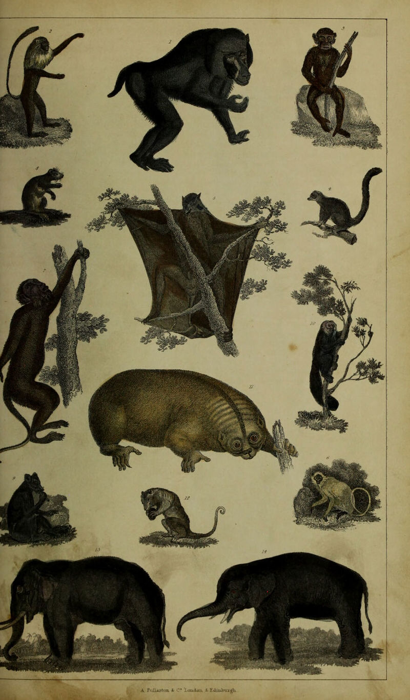 A FulUftfXft A: C* Laudaix .1 £<imhurf^