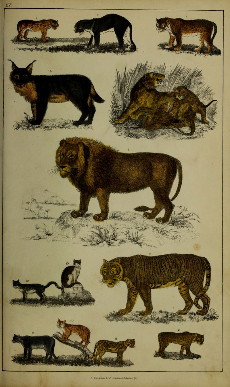 Full«rCon &■ C? Loruianir £du>Aur2/i