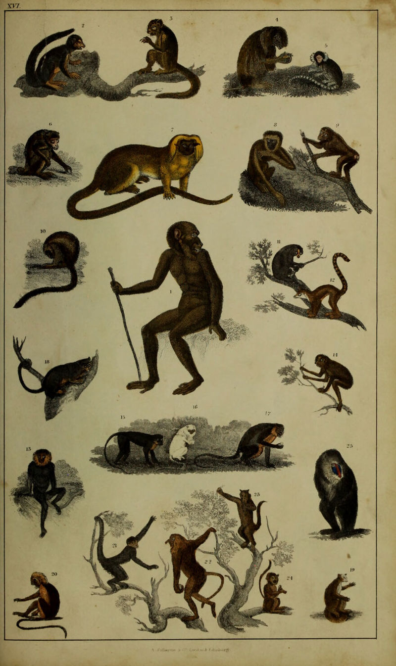 X17. k ^ Aiiii ^ t iliiiiiurijl