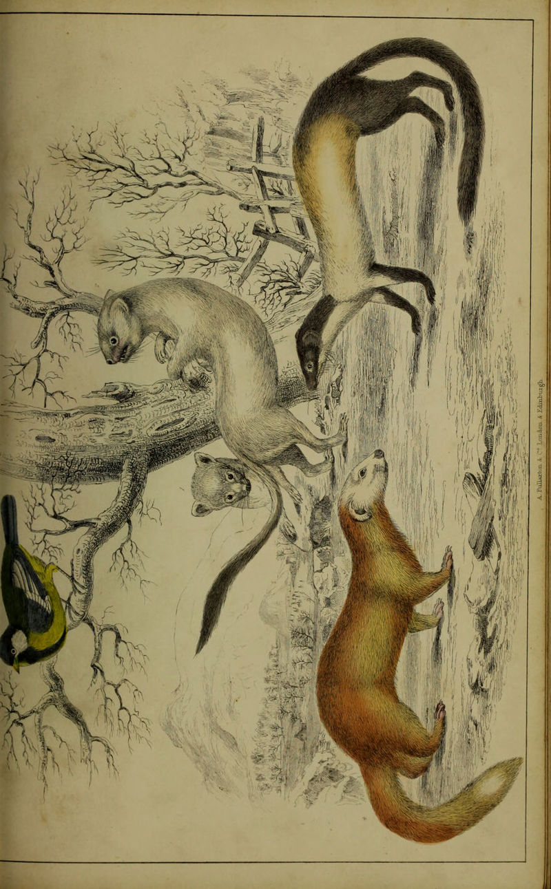 :tun &. C® London Jr