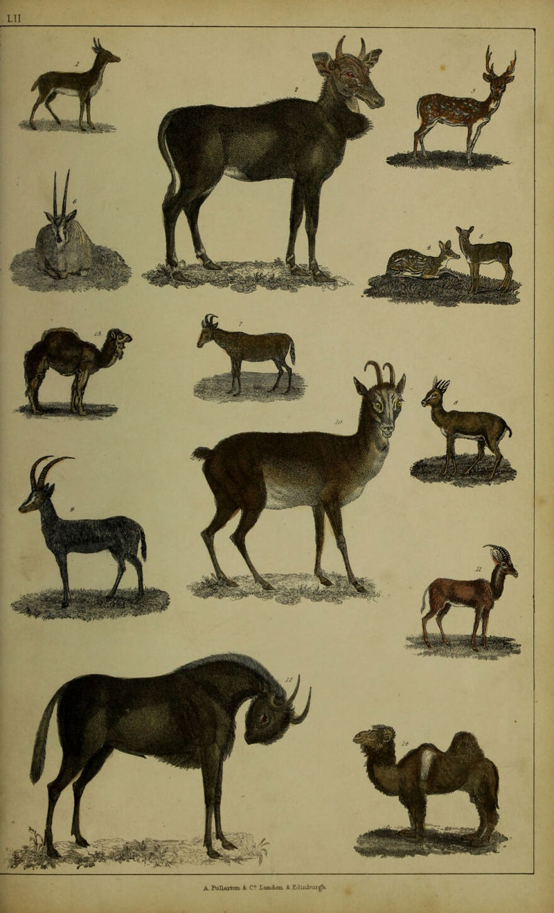 A. PuIUrtan 4 C* Laadaxx 4 Edinirur^