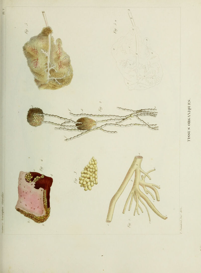 .» 11 k\ i.i P ] ' ai i> )i' U \ . IhiiJM'iiil, f)n‘.' irt5i.