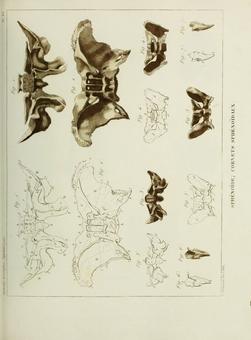 SrnKXOlOK; CORN KTS SiMlKNOFDAUX -