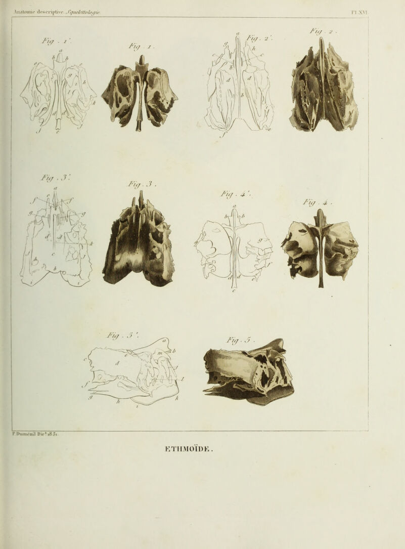 \n.Uiniu<’ dosori[)li\i'. J'ijw/r/Zo/ût/if n .XM l’Ihiiiu-nil I)n-' i8 3i KTIIMOIDK .