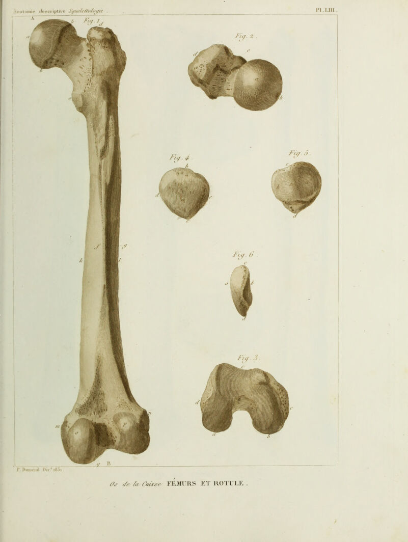 Pl.jjll. Ana t oiiiJ e de ci* ipl ivc t />./. (>' Ûj’ f/e /a Cuisse FKMl RS Kl ROTUT.R . y