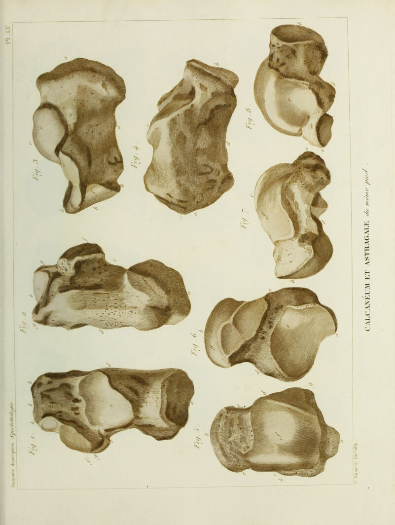 ViiaU’iinr CALCAXlU3t KT ASTRAGALF. (//< ///r//ie ■