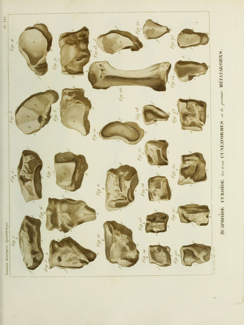 Anftlomio dc5Ci'ipUvc SCAPIIOIDF. C l 1U)II)F /rtP Irois C ^NKIKORME