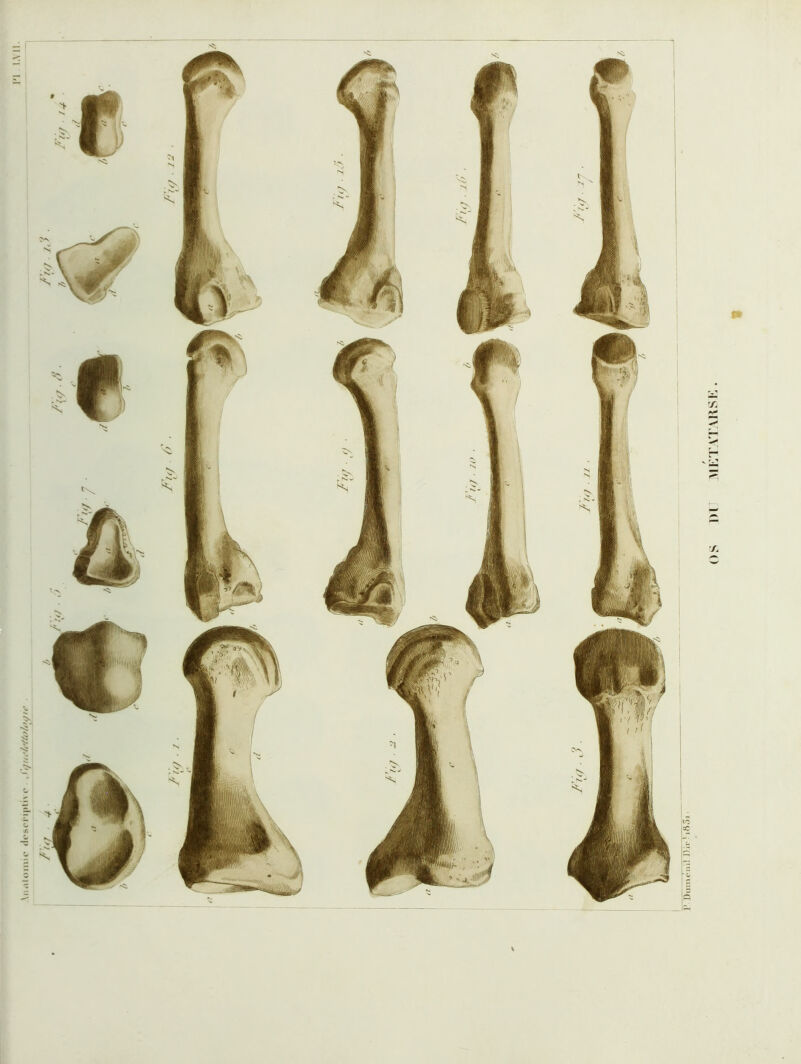 Viicitoiim' <lc-scri|)ll\(' . P J)inm-iiil ))ir h85: