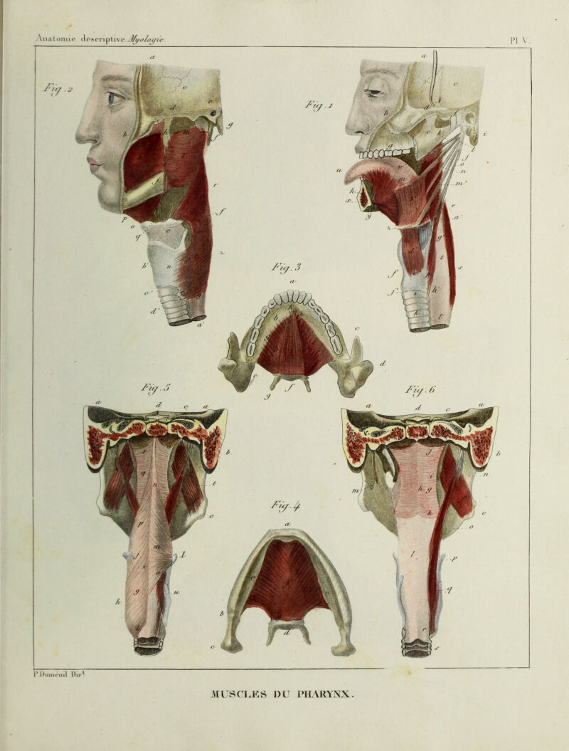 Aiialomio closcriplivo ^}/t/o/o(/ie. PI \ P. Dumrml MUSCLES J)U PIL\in^X