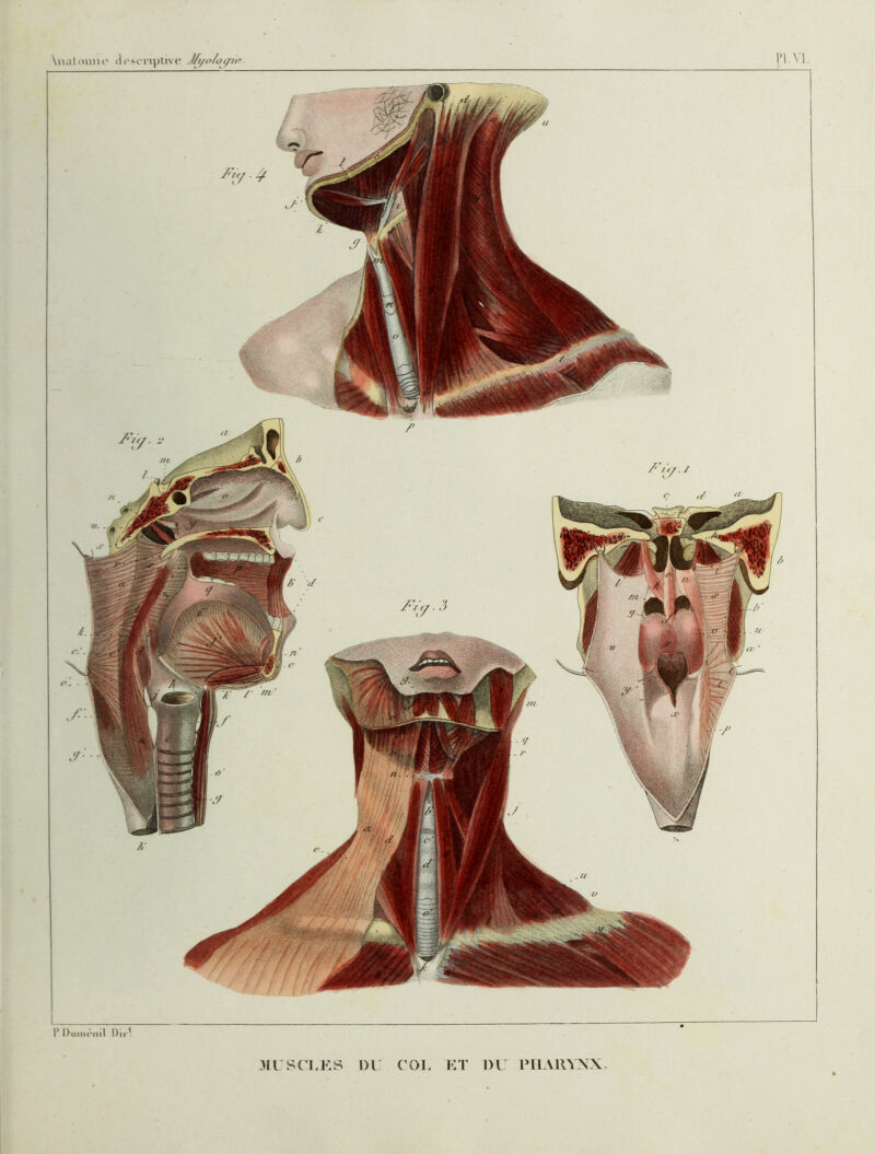 \iial< li'sonptive J/i/o/o(/ii^ I’ Diiinc-nil Du ? ^[V - m /. ft 31 r s CI, K s OU COI ET DU PHARYNX.