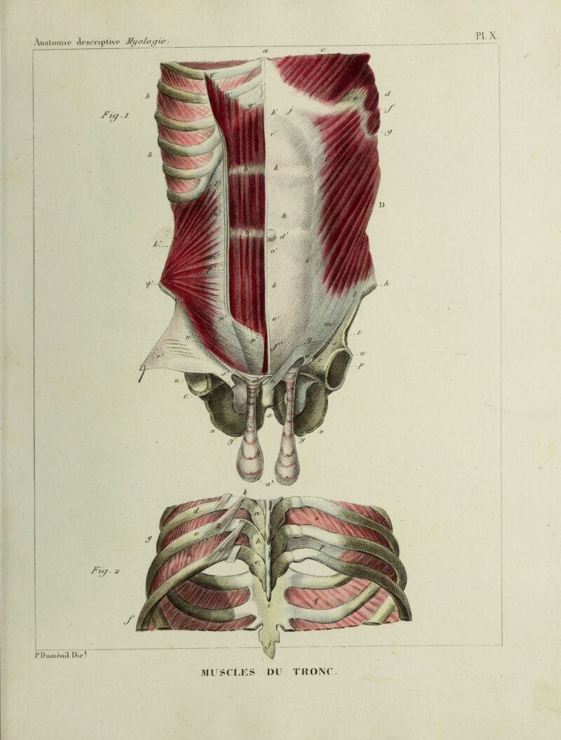 PLX. P Duiiioml l)ir ! Analomic descriptive Mi/ol-o^ie MUSCLES Dlï TIÎONC