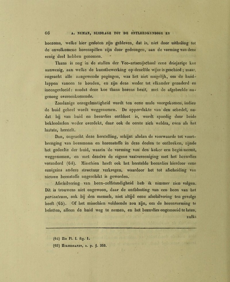 boezems, welke hier gesloten zijn gebleven, dal is, niet door uitholing tot de onvolkomeue horenspillen zijn door gedrongen, aan do vorming van deze eenig deel hebben genomen. Thans is nog in de stallen der Vec-artsenijsöhool eene driejarige koe aanwezig, aan welke de kunstbewerking op dezelfde wijze is geschied; maar, ongeacht allo aangewende pogingen, was het niet mogelijk, om de huid- lappen vaneen te houden, en zgn deze weder lot elkander genaderd en ineengevloeid: zoodal deze koe thans horens bezit, met de afgebeelde na- genoeg overeenkomende. Zoodanige onregelmatigheid wordt ten eene male voorgekomen, indien do huid geheel wordt weggenomen. De oppervlakte van den schedel, na- dat hij van huid en beenvlies ontbloot is, wordt spoedig door beide bekleedselen weder overdekt, daar ook de eerste zich weldra, even als hel laatste, herstelt. Dan, ongeacht deze herstelling, schijnt alsdan de voorwaarde lot voort- brenging van beenmassa en horenslofife in deze deelen te ontbreken, zijnde het gedeelte der huid, w'aarin de vorming van den koker een begin neemt, weggenomen, en met dezelve de eigene vaatvereeniging met het beenvlies veranderd (64). Misschien heeft ook het herstelde beenvlies hierdoor eene eenigzins andere structuur verkregen, waardoor het tot afscheiding van nieuwe beenstoffe ongeschikt is geworden. Afschilvering van been-zelfslandighoid heb ik nimmer zien volgen. Dit is trouwens niet ongewoon, daar de ontblooting van een been van het periosteum, ook bij den mensch, niet allgd eene afschilvering ten gevolge heeft (G5). Of het misschien voldoende zou zgn, om de horenvorraing te beletten, alleen de huid weg te nemen, en het beenvlies ongemoeid te laten, zulks (64) Zie PI. I. fig. 1. (65) HiLDEBnARDT, a. p. 353.