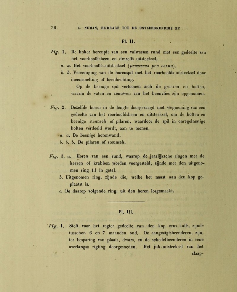 PI. II. Fig. 1, De linker horenpit van een volwassen rund met een gedeelte van het voorhoofdsbeen en deszelfs uitsteeksel, o. a. Het voorhoofds-uitsteeksel {processus pro cornu). b. h. Vereeniging van de horenspil met hot voorhoofds-uitsteeksel door ineensmelting of beenhechling. Op de beenige spil vertoonen zich de groeven en hollen, . waarin de vaten en zenuwen van hel beenvlies zijn opgenomen. Fig. 2. Dezelfde horen in de lengte doorgezaagd met wegneming van een gedeelte van het voorhoofdsbeen en uitsteeksel, om de hollen en beenige steunsels of pilaren, waardoor de spil in onregelmatige holten verdeeld wordt, aan te toonen. •a. a. Do beenige borenwand. b. b, b. De pilaren of steunsels. Fig. 3. a. Horen van een rund, waarop de jaariyksche ringen met do kerven of krabben vvbrden voorgesteld, zgnde met den uitgeno- men ring 11 in getal. b. Uitgenomen ring, zijnde die, welke het naast aan den kop ge- plaatst is. c. De daarop volgende ring, uit den horen losgemaakt. PI. III. 'F^g> 1. Stelt voor het regter gedeelte van den kop eens kalfs, zijnde tusschen 6 en 7 maanden oud. De aangezigtsbeenderen, zijn, ter besparing van plaats, dwars, en de schedelbeenderen in eene overlangse rigting doorgesneden. Het juk-uitsteeksel van het slaap-