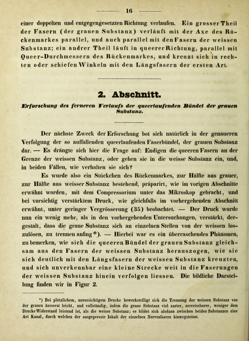 einer doppelten und entgegengesetzten Richtung verlaufen. Ein grosser Theil der Fasern (der grauen Substanz) verläuft mit der Axe des Rü- ckenmarkes parallel, und auch parallel mit denFasern der weissen Substanz; ein andrer Theil läuft in queererRichtung, parallel mit Queer-Durchmessern des Rückenmarkes, und kreuzt sich in rech- ten oder schiefen Winkeln mit den Längsfasern der ersten Art. 2. Abschnitt. Erforschung des ferneren Verlaufs der queerlaufenden Bündel der grauen Substanz, Der nächste Zweck der Erforschung bot sich natürlich in der genaueren Verfolgung der so auffallenden queerlaufenden Faserbündel, der grauen Substanz dar. — Es drängte sich hier die Frage auf: Endigen die queeren Fasern an der Grenze der weissen Substanz, oder gehen sie in die weisse Substanz ein, und, in beiden Fällen, wie verhalten sie sich? Es wurde also ein Stückchen des Rückenmarkes, zur Hälfte aus grauer, zur Hälfte aus w eisser Substanz bestehend, präparirt, wie im vorigen Abschnitte erwähnt worden, mit dem Compressorium unter das Mikroskop gebracht, und bei vorsichtig verstärktem Druck, wie gleichfalls im vorhergehenden Abschnitt erwähnt, unter geringer Yergrösserung (35) beobachtet. — Der Druck wurde nun ein wenig mehr, als in den vorhergehenden Untersuchungen, verstärkt, der- gestalt, dass die graue Substanz sich an einzelnen Stellen von der weissen los- zulösen, zu trennen anfing ^). — Hierbei war es ein überraschendes Phänomen, zu bemerken, wie sich die queeren Ründel der grauen Substanz gleich- sam aus den Fasern der weissen Substanz herauszogen, wie sie sich deutlich mit den Längsfasern der weissen Substanz kreuzten, und sich unverkennbar eine kleine Strecke weit in die Faserungen der weissen Substanz hinein verfolgen Hessen. Die bildliche Darstel- lung finden wir in Figur 2. e) Bei plötzlichem, unvorsichtigem Drucke bewerkstelligt sich die Trennung der weissen Substanz von der grauen äusserst leicht, und vollständig, indem die graue Substanz viel zarter, zerreissbarer, weniger dem Drucke Widerstand leistend ist, als die weisse Substanz; es bildet sich alsdann zwischen beiden Substanzen eine Art Kanal, durch welchen der ausgepresste Inhalt der einzelnen Nervenfasern hinwegslrömt.