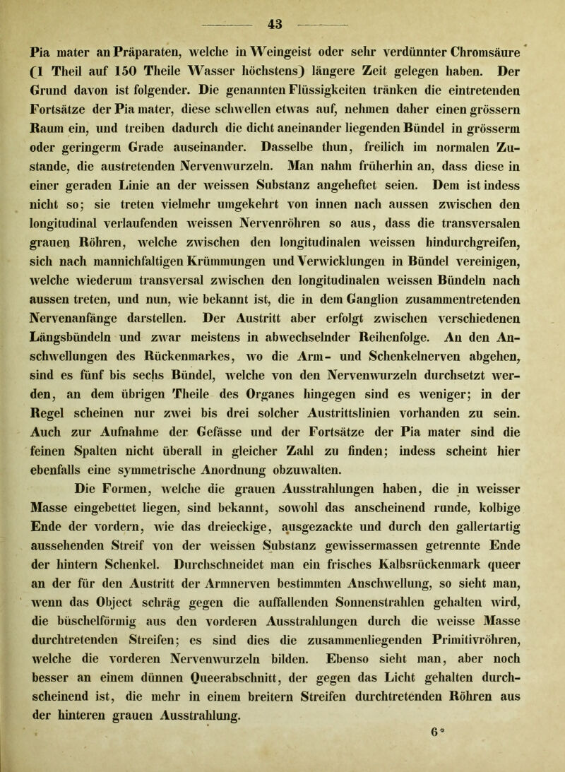 Pia mater an Präparaten, welche in Weingeist oder sehr verdünnter Chromsäure CI Theil auf 150 Theile Wasser höchstens) längere Zeit gelegen haben. Der Grund davon ist folgender. Die genannten Flüssigkeiten tränken die eintretenden Fortsätze der Pia mater, diese schwellen etwas auf, nehmen daher einen grossem Raum ein, und treiben dadurch die dicht aneinander liegenden Bündel in grösserm oder geringerm Grade auseinander. Dasselbe thun, freilich im normalen Zu- stande, die austretenden Nervenwurzeln. Man nahm früherhin an, dass diese in einer geraden Linie an der weissen Substanz angeheftet seien. Dem istindess nicht so; sie treten vielmehr umgekehrt von innen nach aussen zwischen den longitudinal verlaufenden weissen Nervenröhren so aus, dass die transversalen grauen Röhren, welche zwischen den longitudinalen weissen hindurchgreifen, sich nach mannichfaltigen Krümmungen und Verwicklungen in Bündel vereinigen, welche wiederum transversal zwischen den longitudinalen weissen Bündeln nach aussen treten, und nun, wie bekannt ist, die in dem Ganglion zusammentretenden Nervenanfänge darstellen. Der Austritt aber erfolgt zwischen verschiedenen Längsbündeln und zwar meistens in abwechselnder Reihenfolge. An den An- schwellungen des Rückenmarkes, wo die Arm- und Schenkelnerven abgehen, sind es fünf bis sechs Bündel, welche von den Nervenwurzeln durchsetzt wer- den, an dem übrigen Theile des Organes hingegen sind es weniger; in der Regel scheinen nur zwei bis drei solcher Austrittslinien vorhanden zu sein. Auch zur Aufnahme der Gefässe und der Fortsätze der Pia mater sind die feinen Spalten nicht überall in gleicher Zahl zu finden; indess scheint hier ebenfalls eine symmetrische Anordnung obzuwalten. Die Formen, welche die grauen Ausstrahlungen haben, die in weisser Masse eingebettet liegen, sind bekannt, sowohl das anscheinend runde, kolbige Ende der vordem, wie das dreieckige, ausgezackte und durch den gallertartig aussehenden Streif von der weissen Substanz gewissermassen getrennte Ende der hintern Schenkel. Durchschneidet man ein frisches Kalbsrückenmark queer an der für den Austritt der Armnerven bestimmten Anschwellung, so sieht man, wenn das Object schräg gegen die auffallenden Sonnenstrahlen gehalten wird, die büschelförmig aus den vorderen Ausstrahlungen durch die weisse Masse durchtretenden Streifen; es sind dies die zusammenliegenden Primitivröhren, welche die vorderen Nervenwurzeln bilden. Ebenso sieht man, aber noch besser an einem dünnen Queerabsclinitt, der gegen das Licht gehalten durch- scheinend ist, die mehr in einem breitem Streifen durchtretenden Röhren aus der hinteren grauen Ausstrahlung. 6*