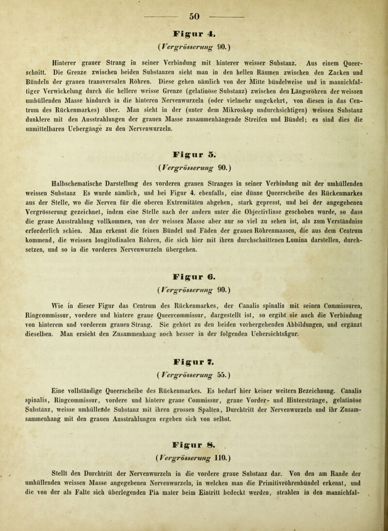 Figur 4» ( Vergrösserutig 90.) Hinterer grauer Strang in seiner Verbindung mit hinterer weisser Substanz. Aus einem Queer- schnitt. Die Grenze zwischen beiden Substanzen sieht man in den hellen Räumen zwischen den Zacken und Bündeln der grauen transversalen Röhren. Diese gehen nämlich von der Mitte bündelweise und in mannichfal- tiger Verwickelung durch die hellere weisse Grenze (gelatinöse Substanz) zwischen den Längsröhren derweissen umhüllenden Masse hindurch in die hinteren Nervenwurzeln (oder vielmehr umgekehrt, von diesen in das Cen- trum des Rückenmarkes) über. Man sieht in der (unter dem Mikroskop undurchsichtigen) weissen Substanz dunklere mit den Ausstrahlungen der grauen Masse zusammenhängende Streifen und Bündel; es sind dies die unmittelbaren Uebergänge zu den Nervenwurzeln. Figur 5. ( Vergrösserutig 90.) Halbschematische Darstellung des vorderen grauen Stranges in seiner Verbindung mit der umhüllenden weissen Substanz Es wurde nämlich, und bei Figur 4. ebenfalls, eine dünne Queerscheibe des Rückenmarkes aus der Stelle, wo die Nerven für die oberen Extremitäten abgehen, stark gepresst, und bei der angegebenen Vergrösserung gezeichnet, indem eine Stelle nach der andern unter die Objeclivlinse geschoben wurde, so dass die graue Ausstrahlung vollkommen, von der weissen Masse aber nur so viel zu sehen ist, als zum Verständniss erforderlich schien. Man erkennt die feinen Bündel und Fäden der grauen Röhrenmassen, die aus dem Centruin kommend, die weissen longitudinalen Röhren, die sich hier mit ihren durchschnittenen Lumina darstellen, durch- setzen, und so in die vorderen Nervenwurzeln übergehen. Figur 6. ( Vergrösser/mg 90.) Wie in dieser Figur das Centrum des Rückenmarkes, der Canalis spinalis mit seinen Commissuren, Ringcommissur, vordere und hintere graue Queercommissur, dargestellt ist, so ergibt sie auch die Verbindung von hinterem und vorderem grauen Strang. Sie gehört zu den beiden vorhergehenden Abbildungen, und ergänzt dieselben. Man ersieht den Zusammenhang noch besser in der folgenden Uebersichtsfigur. Figur 7. ( Vergrösserung 55.) Eine vollständige Queerscheibe des Rückenmarkes. Es bedarf hier keiner weitern Bezeichnung. Canalis spinalis, Ringcommissur, vordere und hintere graue Commissur, graue Vorder- und Hinterstränge, gelatinöse Substanz, weisse umhiilleBde Substanz mit ihren grossen Spalten, Durchtritt der Nervenwurzeln und ihr Zusam- sammenhang mit den grauen Ausstrahlungen ergeben sich von selbst. Figur 8. (Vergrösserung 110.) Stellt den Durchtritt der Nervenwurzeln in die vordere graue Substanz dar. Von den am Rande der umhüllenden weissen Masse angegebenen Nervenwurzeln, in welchen man die Primitivröhrenbündel erkennt, und die von der als Falte sich überlegenden Pia mater beim Eintritt bedeckt werden, strahlen in den mannichfal-