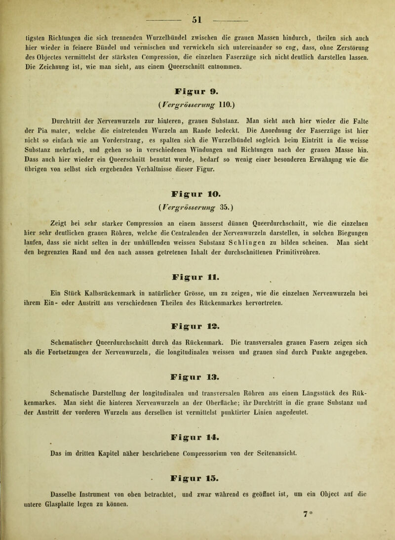 ligsten Richtungen die sich trennenden Wurzelhiindel zwischen die grauen Massen hindurch, theilen sich auch hier wieder in feinere Bündel und vermischen und verwickeln sich untereinander so eng, dass, ohne Zerstörung des Ohjectes vermittelst der stärksten Compression, die einzelnen Faserziige sich nicht deutlich darstellen lassen. Die Zeichnung ist, wie man sieht, aus einem Queerschnitt entnommen. Figur 9. ( Vergrösserung 110.) Durchtritt der Nervenwurzeln zur hinteren, grauen Substanz. Man sieht auch hier wieder die Falte der Pia mater, welche die eintretenden Wurzeln am Rande bedeckt. Die Anordnung der Faserziige ist hier nicht so einfach wie am Vorderstrang, es spalten sich die Wurzelbiindel sogleich beinj Eintritt in die weisse Substanz mehrfach, und gehen so in verschiedenen Windungen und Richtungen nach der grauen Masse hin. Dass auch hier wieder ein Queerschnitt benutzt wurde, bedarf so wenig einer besonderen Erwähnung wie die übrigen von selbst sich ergebenden Verhältnisse dieser Figur. Figur 10. ( Vergrössermig 35.) Zeigt bei sehr starker Compression an einem äusserst dünnen Queerdurchschnitt, wie die einzelnen hier sehr deutlichen grauen Röhren, welche die Cenlralenden der Nervenwurzeln darstellen, in solchen Biegungen laufen, dass sie nicht selten in der umhüllenden weissen Substanz Schlingen zu bilden scheinen. Man sieht den begrenzten Rand und den nach aussen getretenen Inhalt der durchschnittenen Primitivröhren. Figur 11. Ein Stück Kalbsrückenmark in natürlicher Grösse, um zu zeigen, wie die einzelnen Nervenwurzeln bei ihrem Ein- oder Austritt aus verschiedenen Theilen des Rückenmarkes hervortrelen. Figur 13. Schematischer Queerdurchschnitt durch das Rückenmark. Die transversalen grauen Fasern zeigen sich als die Fortsetzungen der Nervenwurzeln, die longitudinalen weissen und grauen sind durch Punkte angegeben. Figur 13. Schematische Darstellung der longitudinalen und transversalen Röhren aus einem Längsstück des Rük- kenmarkes. Man sieht die hinteren Nervenwurzeln an der Oberfläche; ihr Durchtritt in die graue Substanz und der Austritt der vorderen Wurzeln aus derselben ist vermittelst punklirter Linien angedeutet. Figur 14. Das im dritten Kapitel näher beschriebene Compressorium von der Seitenansicht. Figur 15. Dasselbe Instrument von oben betrachtet, und zwar während es geöffnet ist, um ein Object auf die untere Glasplatte legen zu können. 7*