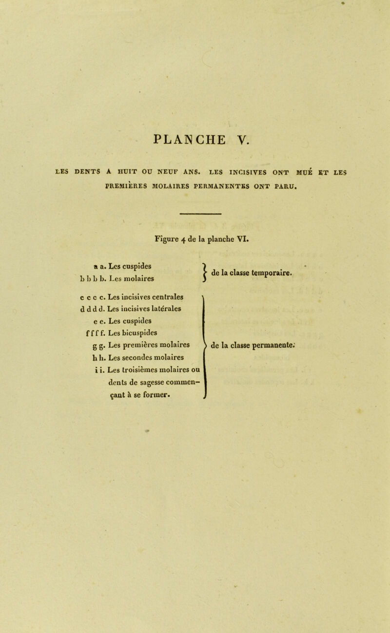 tES DENTS A HUIT OU NEUF ANS. LES INClSIVES ONT MUE KT LES PREMlEPiES MOLAIRES PERMANENTBS ONT PARU. Figure 4 de la planche VI. a a. Lcs cnspides b b b b. Les molaires } de la classe temporalre. c c c c. Les incisives centrales d d d d. Les incisives laterales e e. Les cuspldes f f f f. Les bicuspides g g. Les premieres molaires de la classe permanente; h h. Les secondes molaires i i. Les trolslemes molaires ou dents de sagesse commen— ^ant h se former.